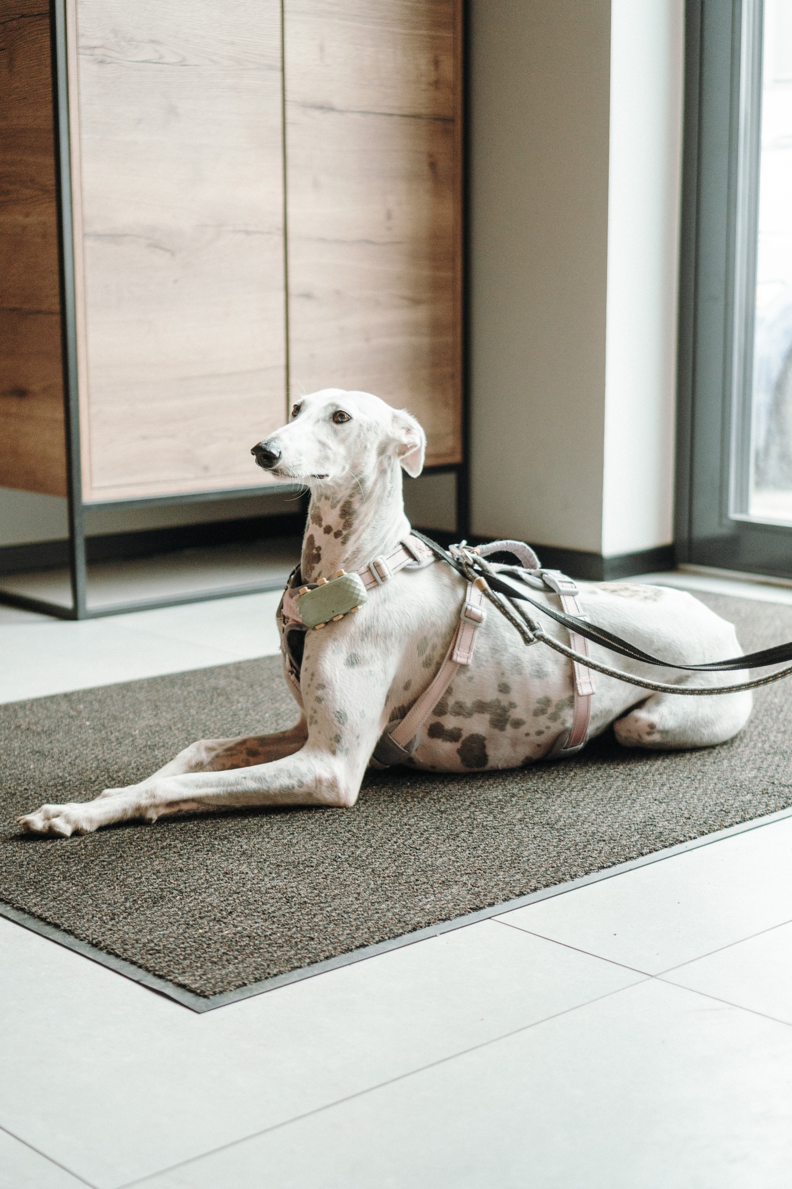 GalgoTreff / Mia Pagar 1 may, 2025. Kat Laisaar — Pet photographer in Tallinn