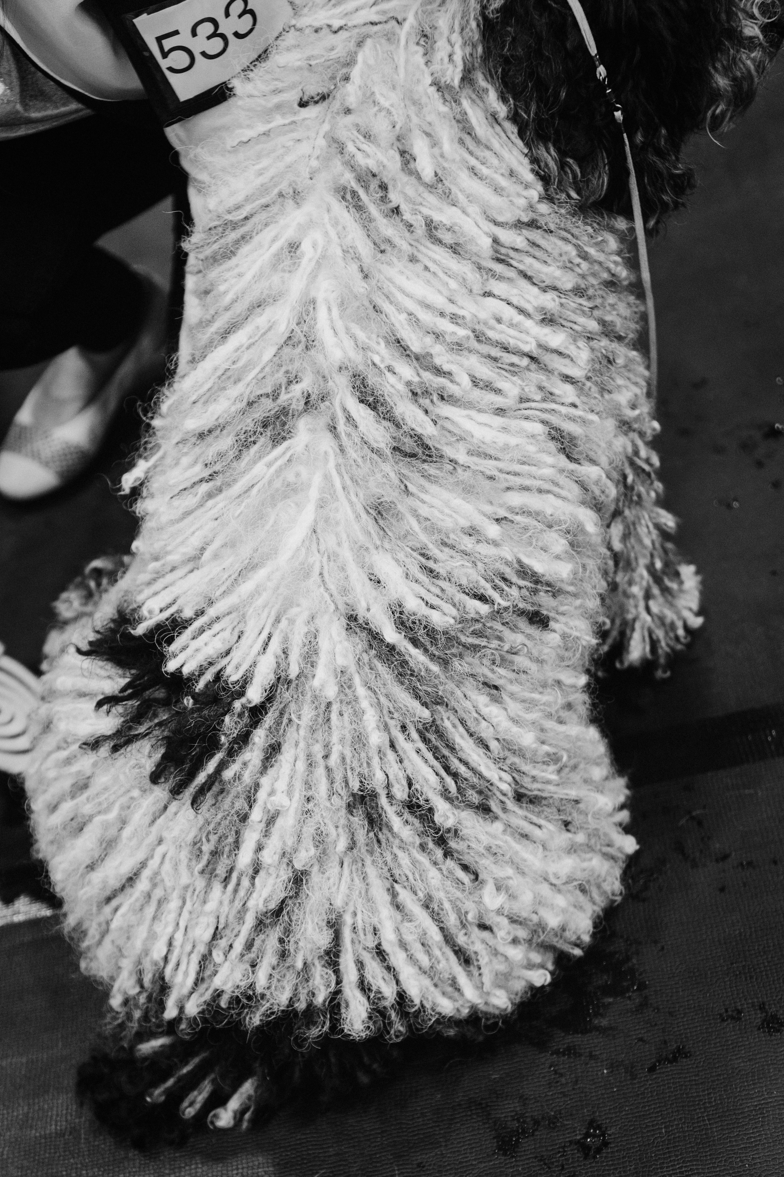 Pärnu dog weekend photo report. Kat Laisaar — Pet photographer in Tallinn