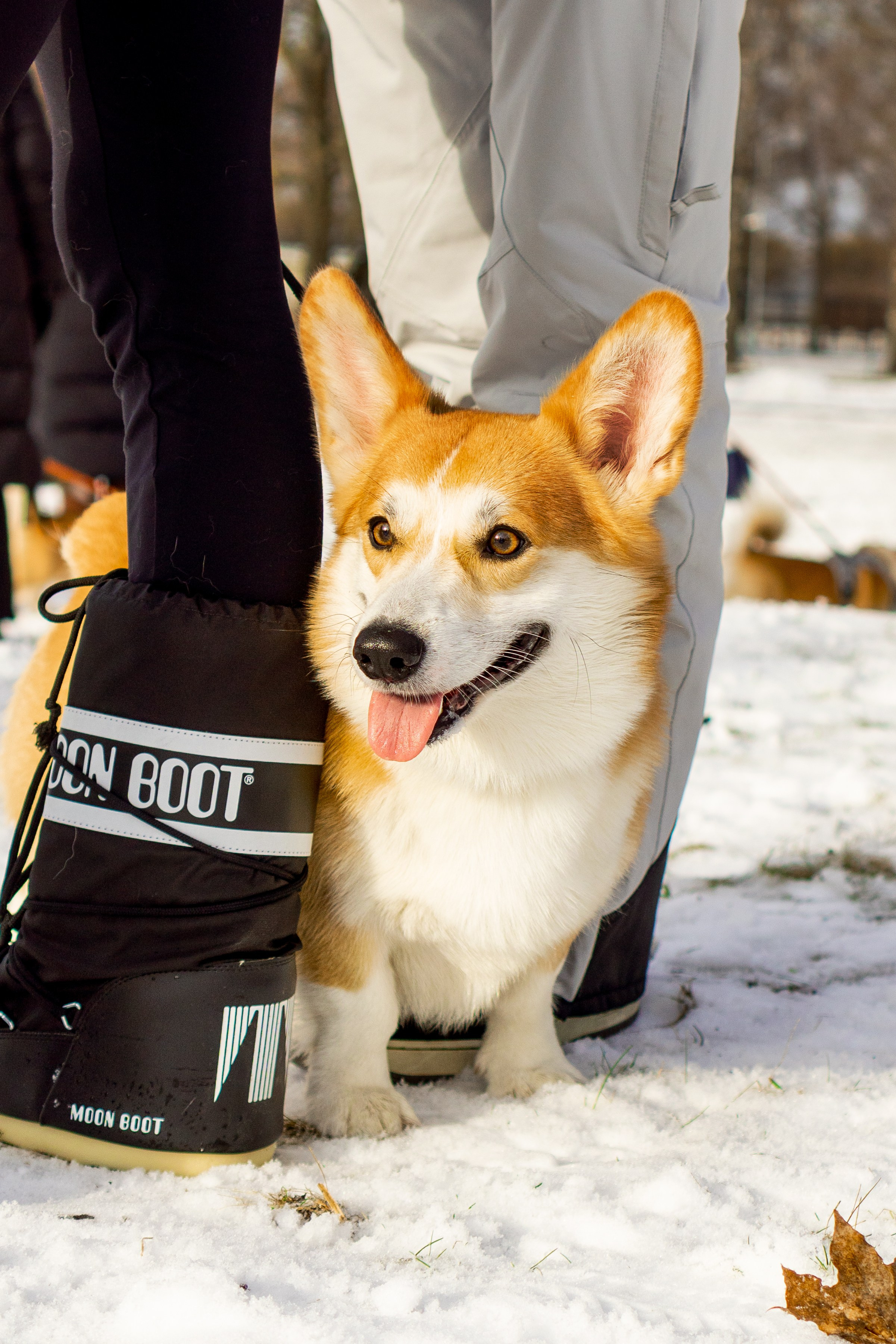 Corgi party, 23 feb. 2025. Kat Laisaar — Pet photographer in Tallinn
