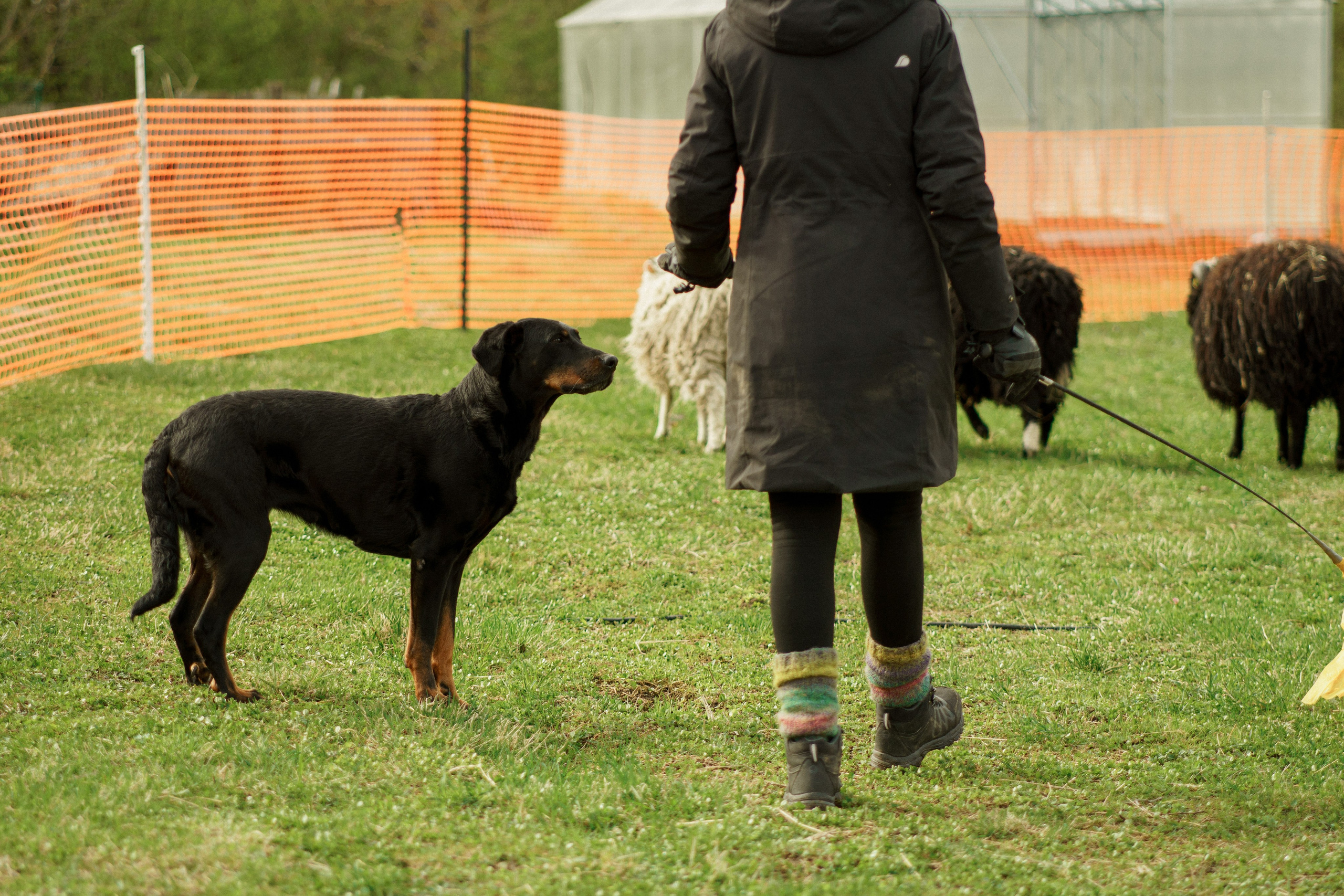 Herding Days, 26 apr. 2025. Kat Laisaar — Pet photographer in Tallinn