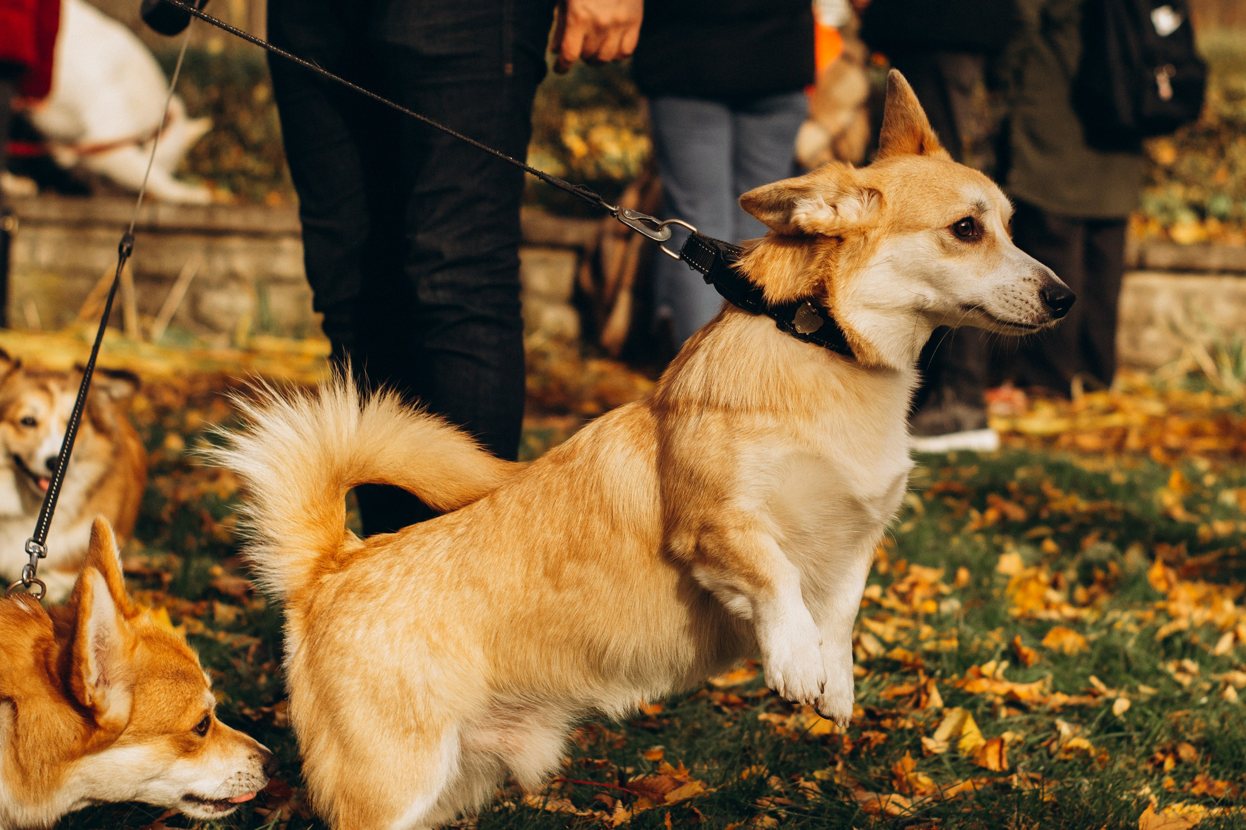 Corgi party, october. Kat Laisaar — Pet photographer in Tallinn