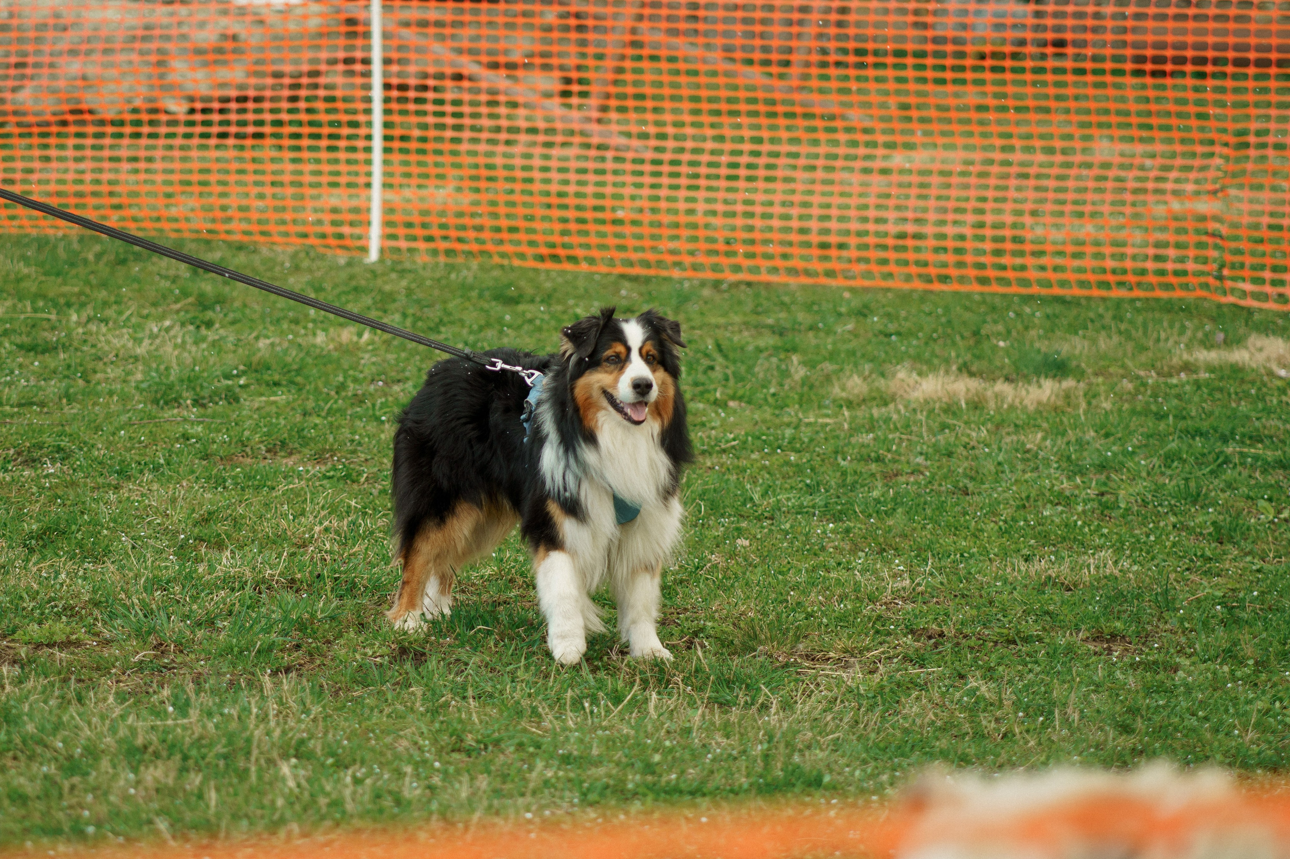 Herding Days, 26 apr. 2025. Kat Laisaar — Pet photographer in Tallinn