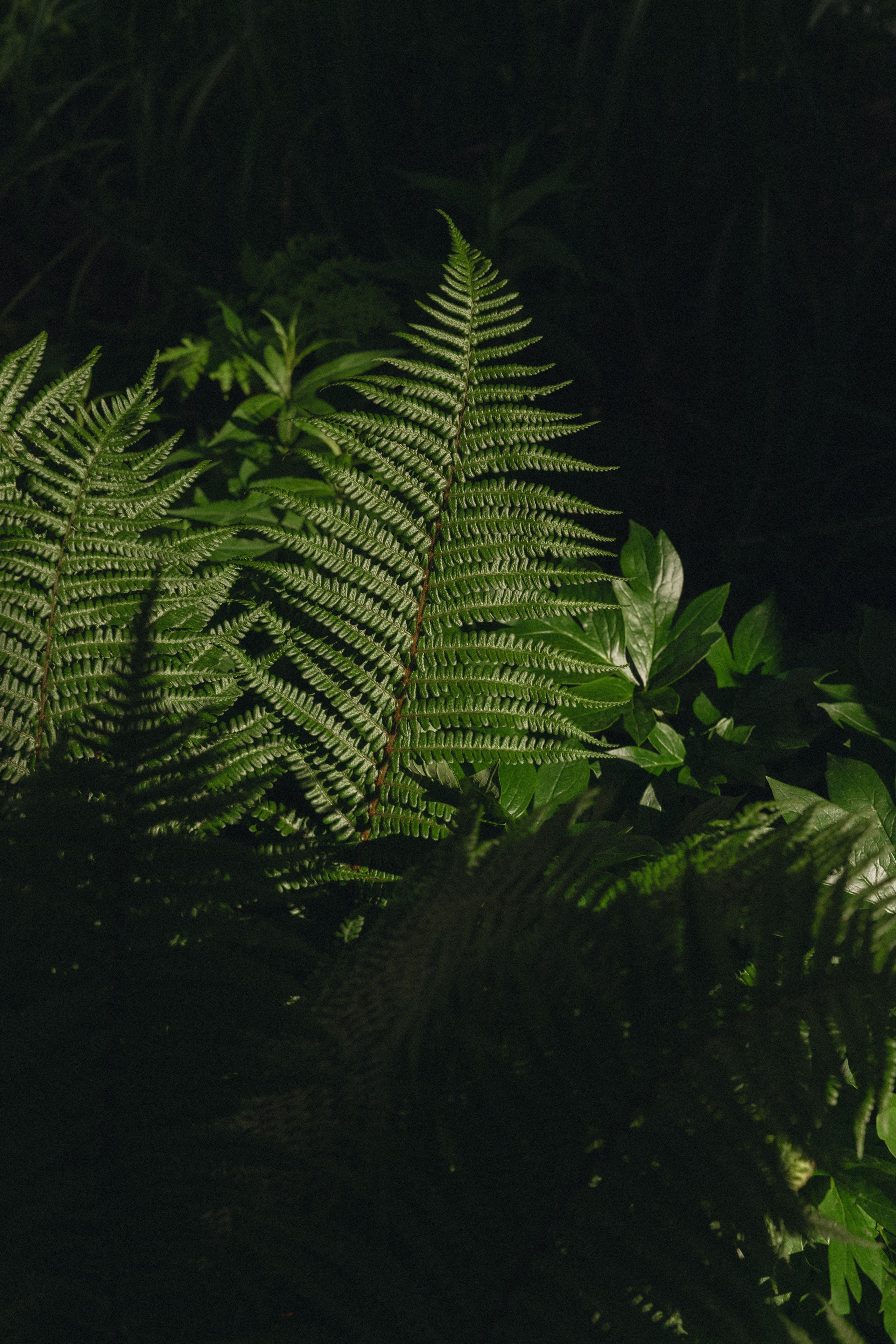 Paulina ir Deivydas | vestuvės Vynvytyje | Kaunas 2025. Vestuvių ir šeimų fotografė Lena Bondarenko / belove photo