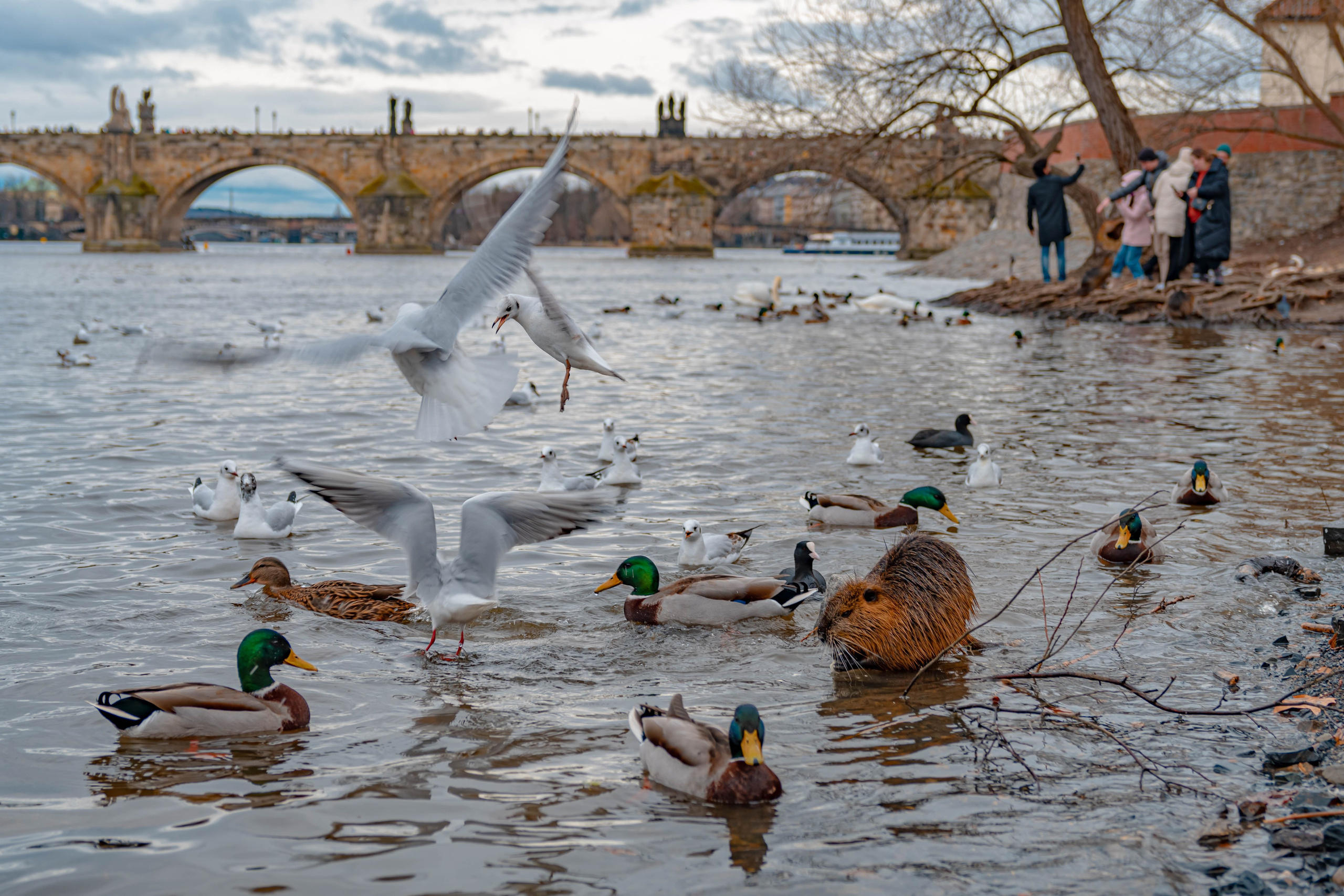 Praga, Febrero 2024. Alba del Norte Studio