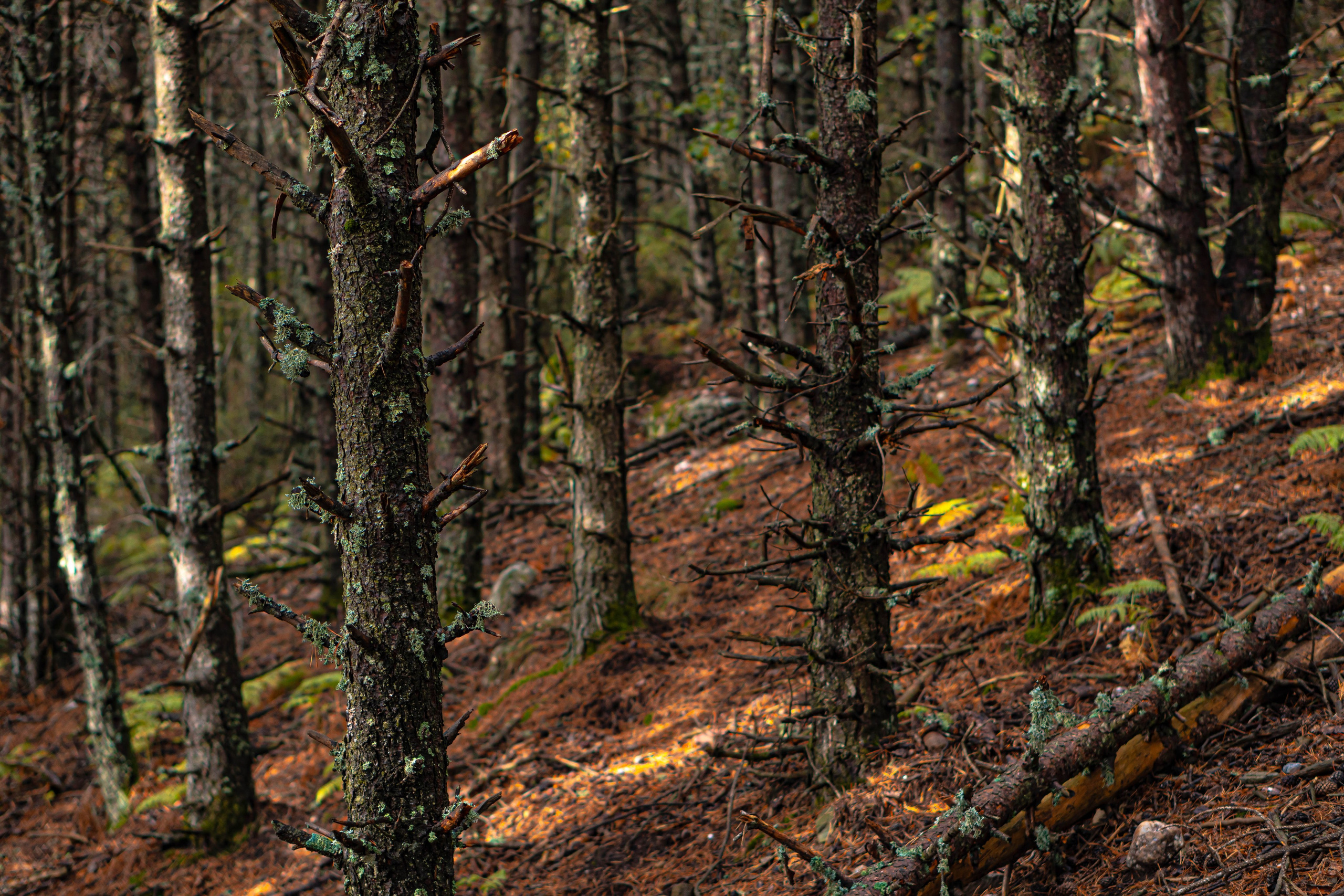 Bocetos. Alba del Norte Studio