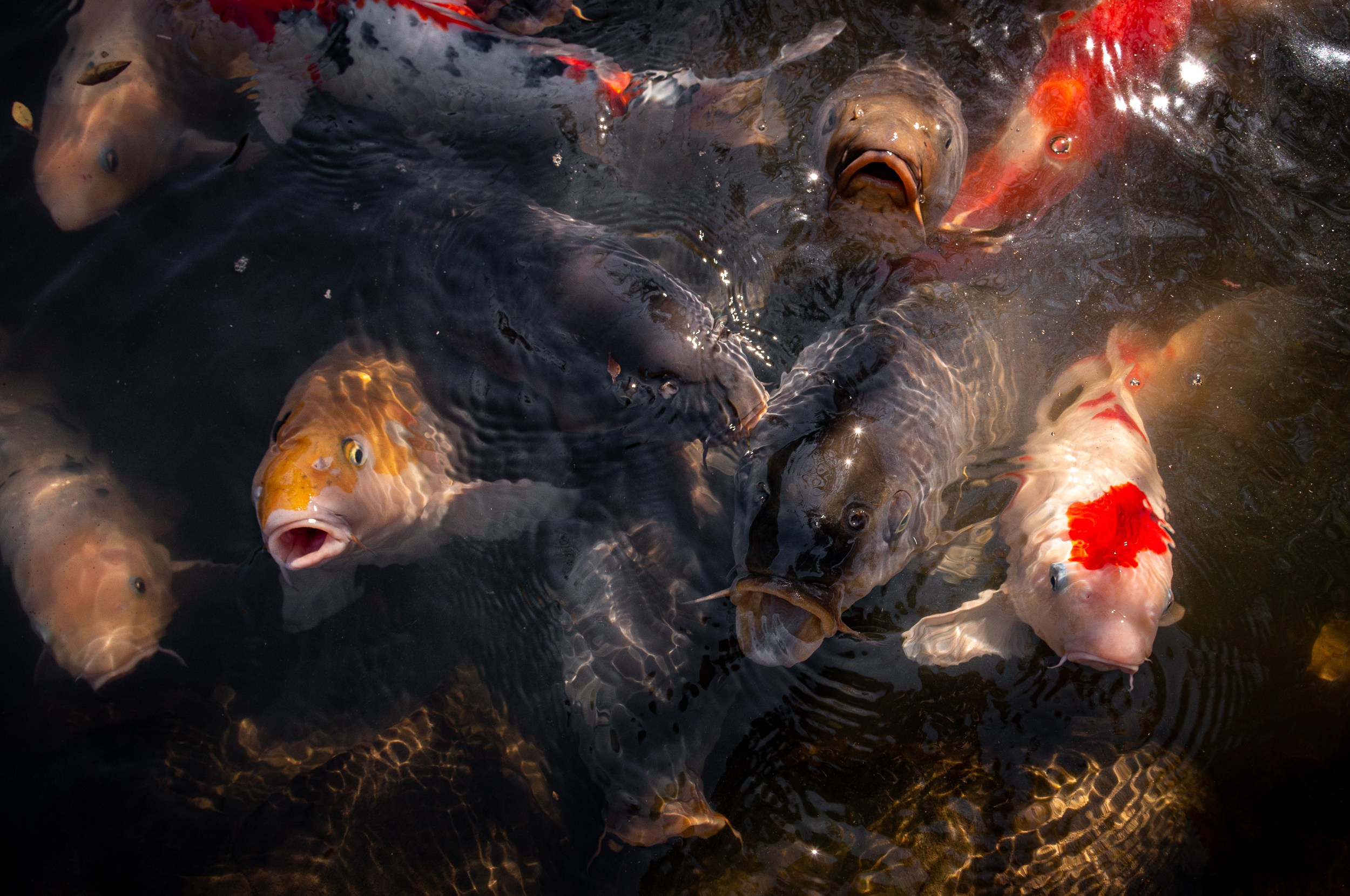 Japan. Marius Ciocan
