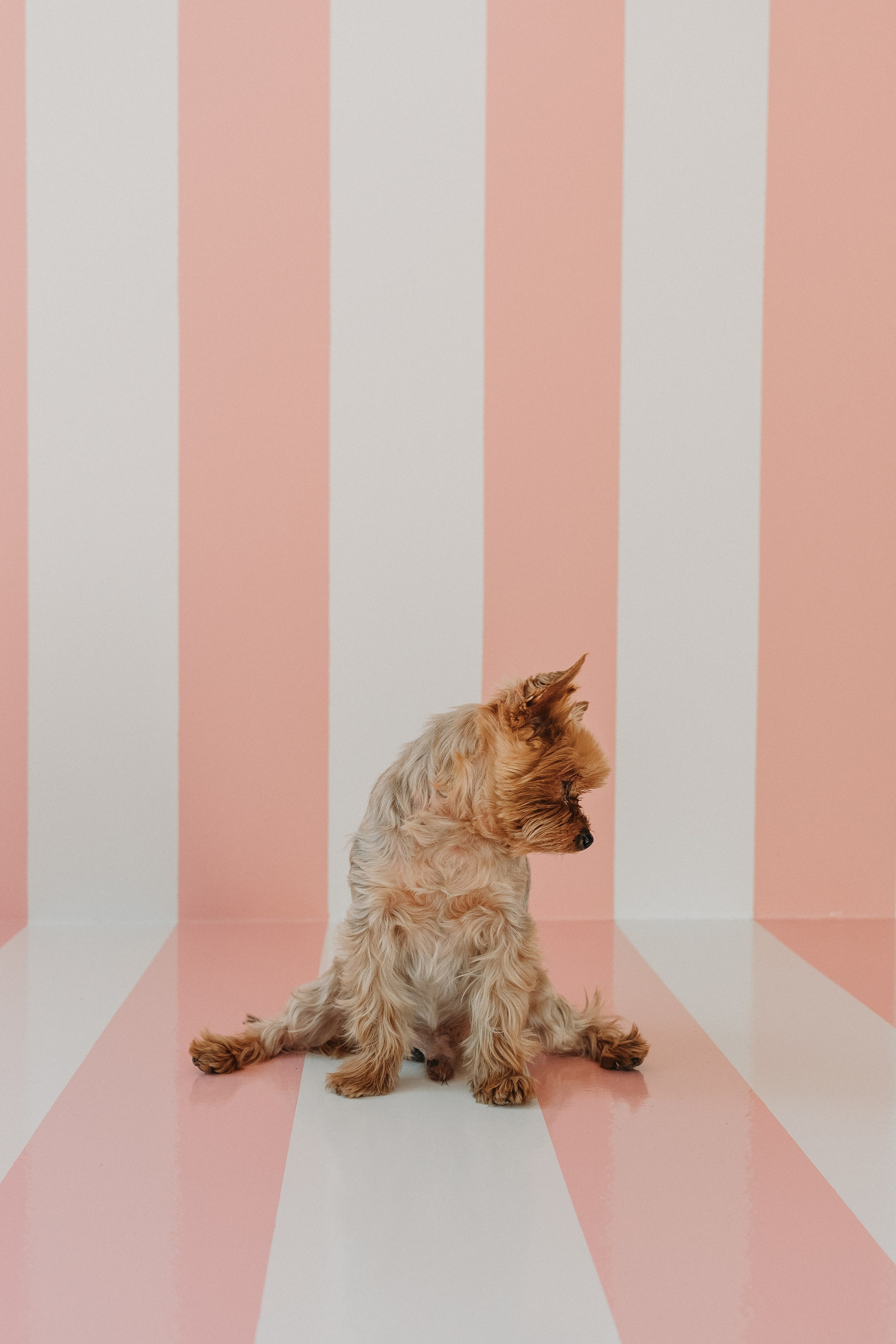 Wallun perhe. Wedding and portrait photographer in Helsinki Vickan O