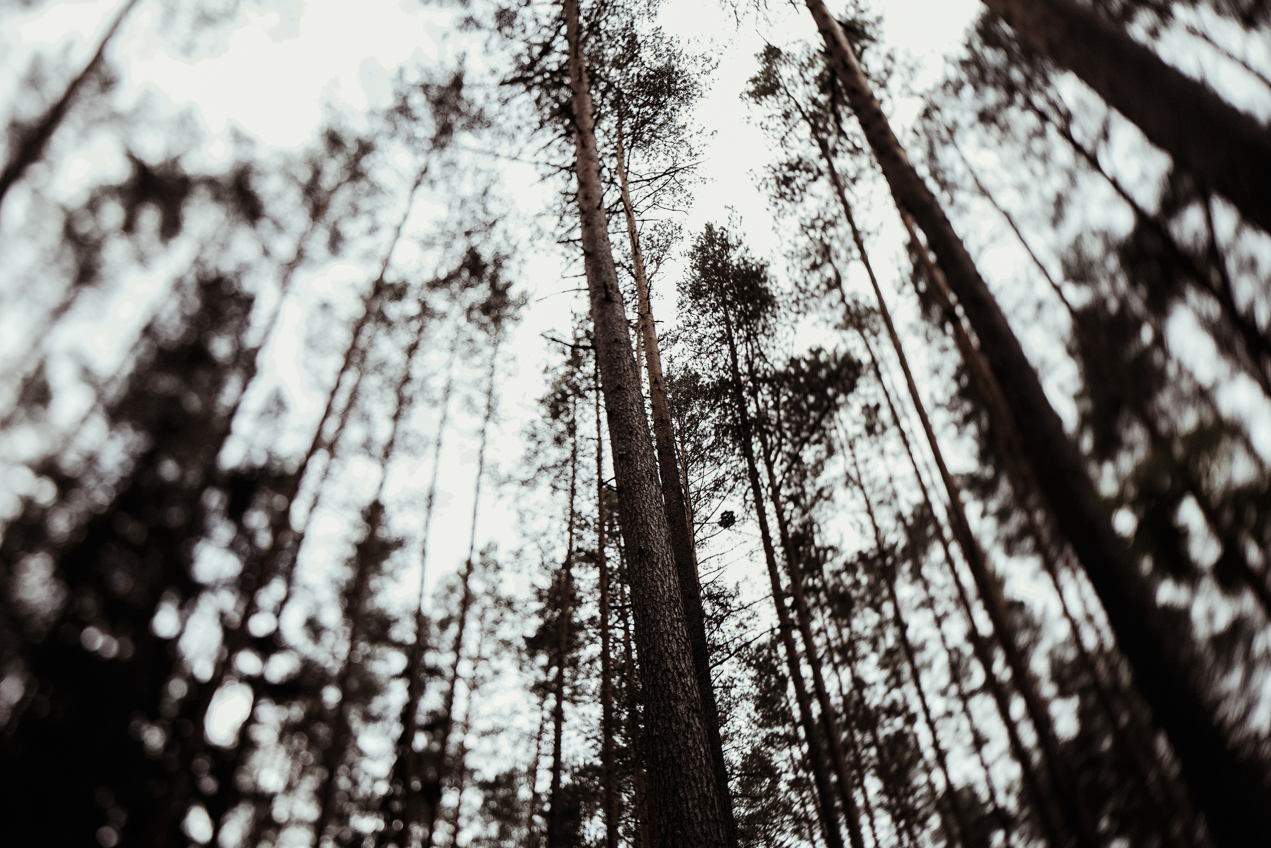 Dorota / Pavel. Wedding and family photographer in Lithuania — Yvanessa Gelvano