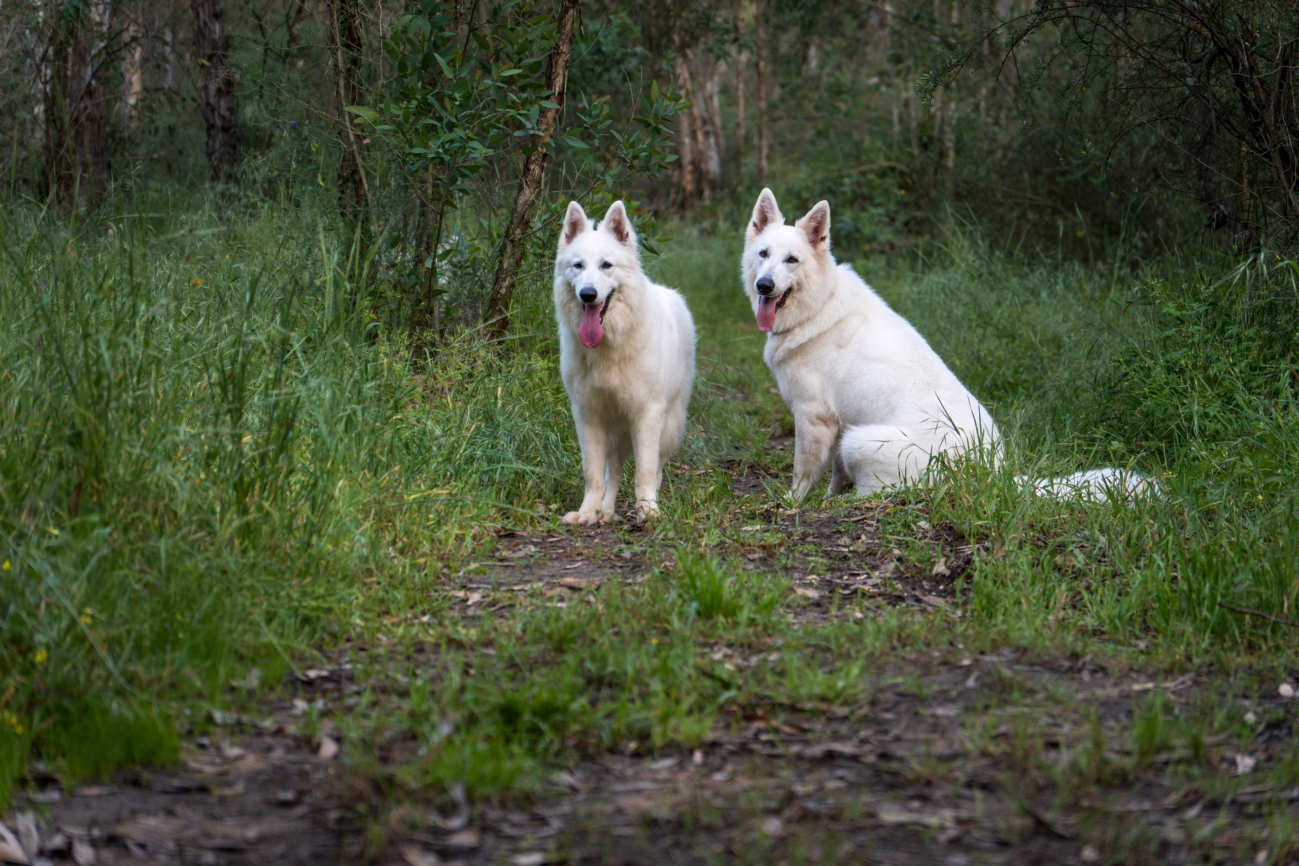 Шельга и Шегги. Главное меню