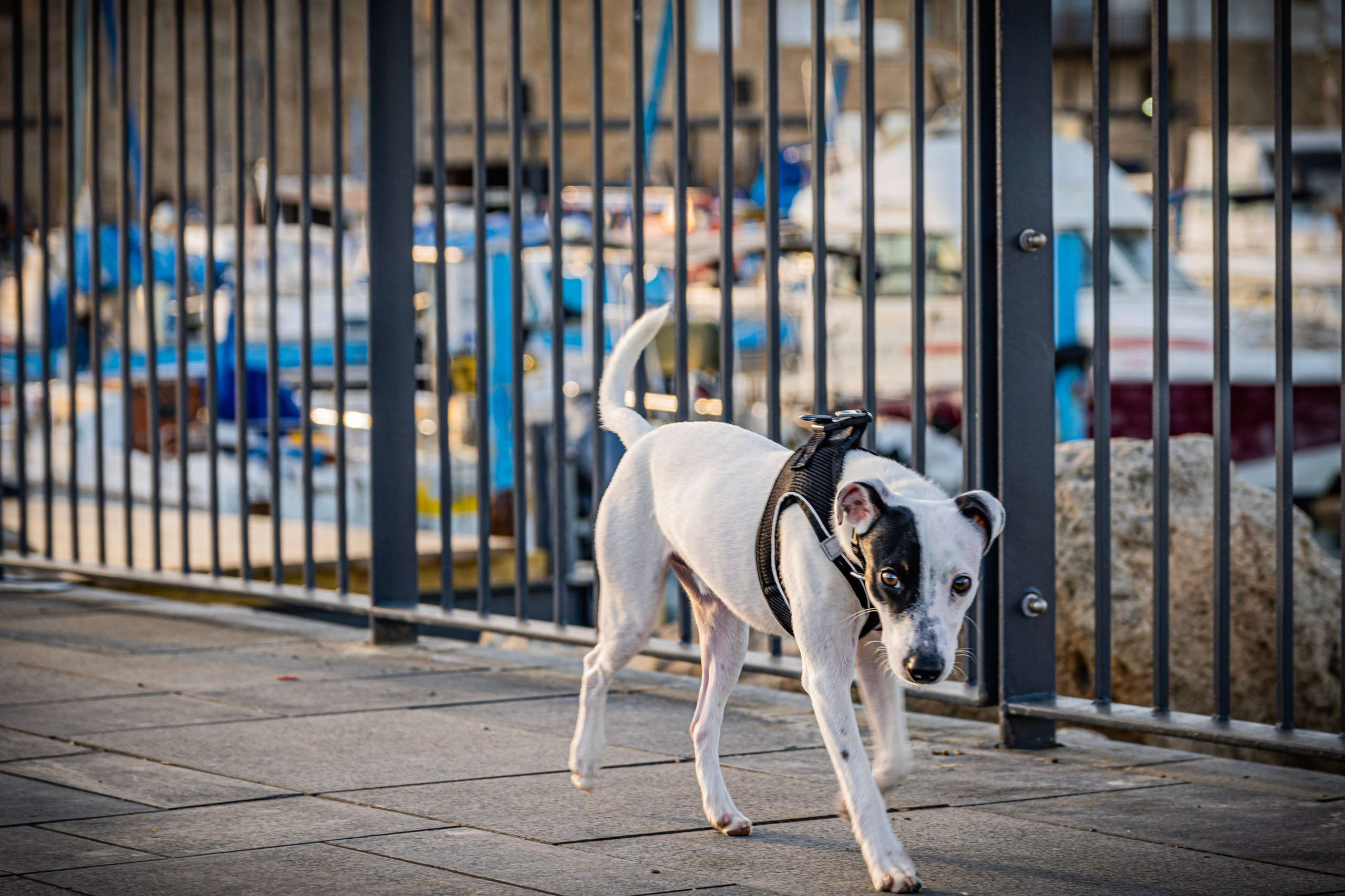 Random dogs. Главное меню
