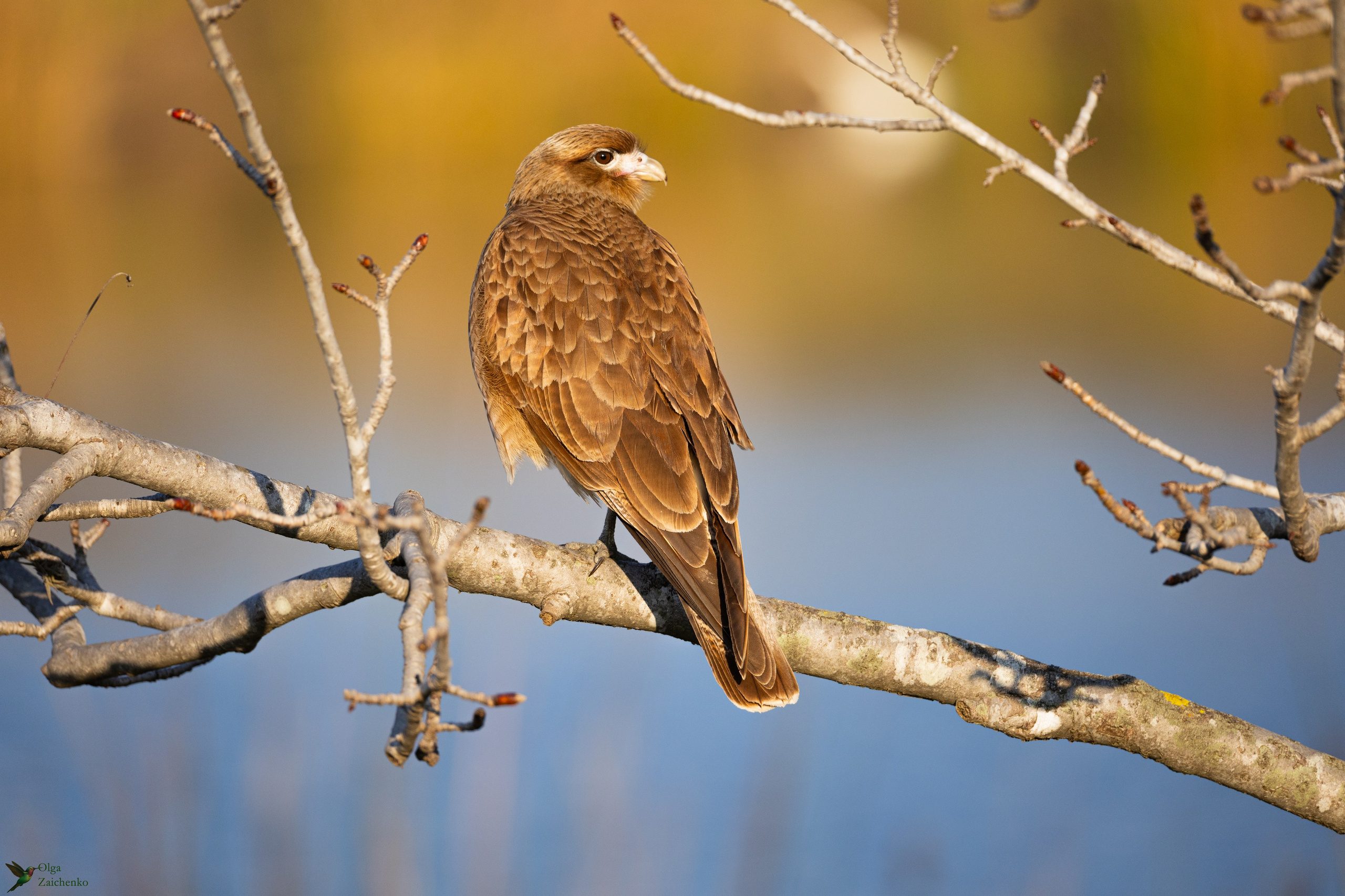 WildLife. Фотограф в Буэнос-Айресе