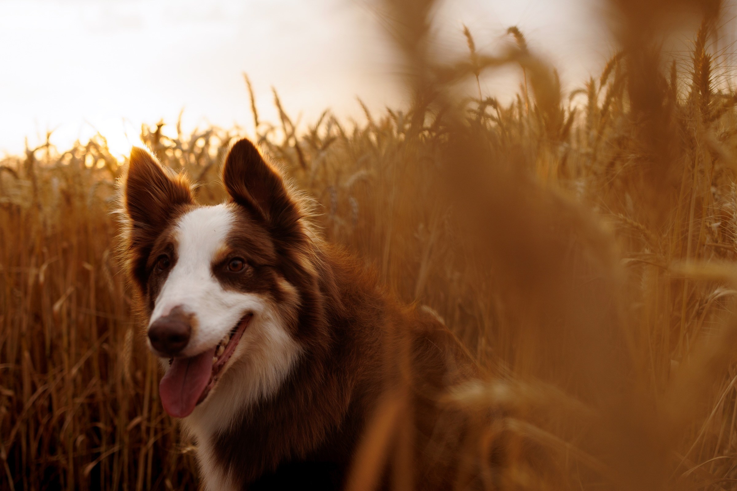 Couple Sessions. Wedding Photographer in Brazil | Based in Paraná, available across Brazil and worldwide