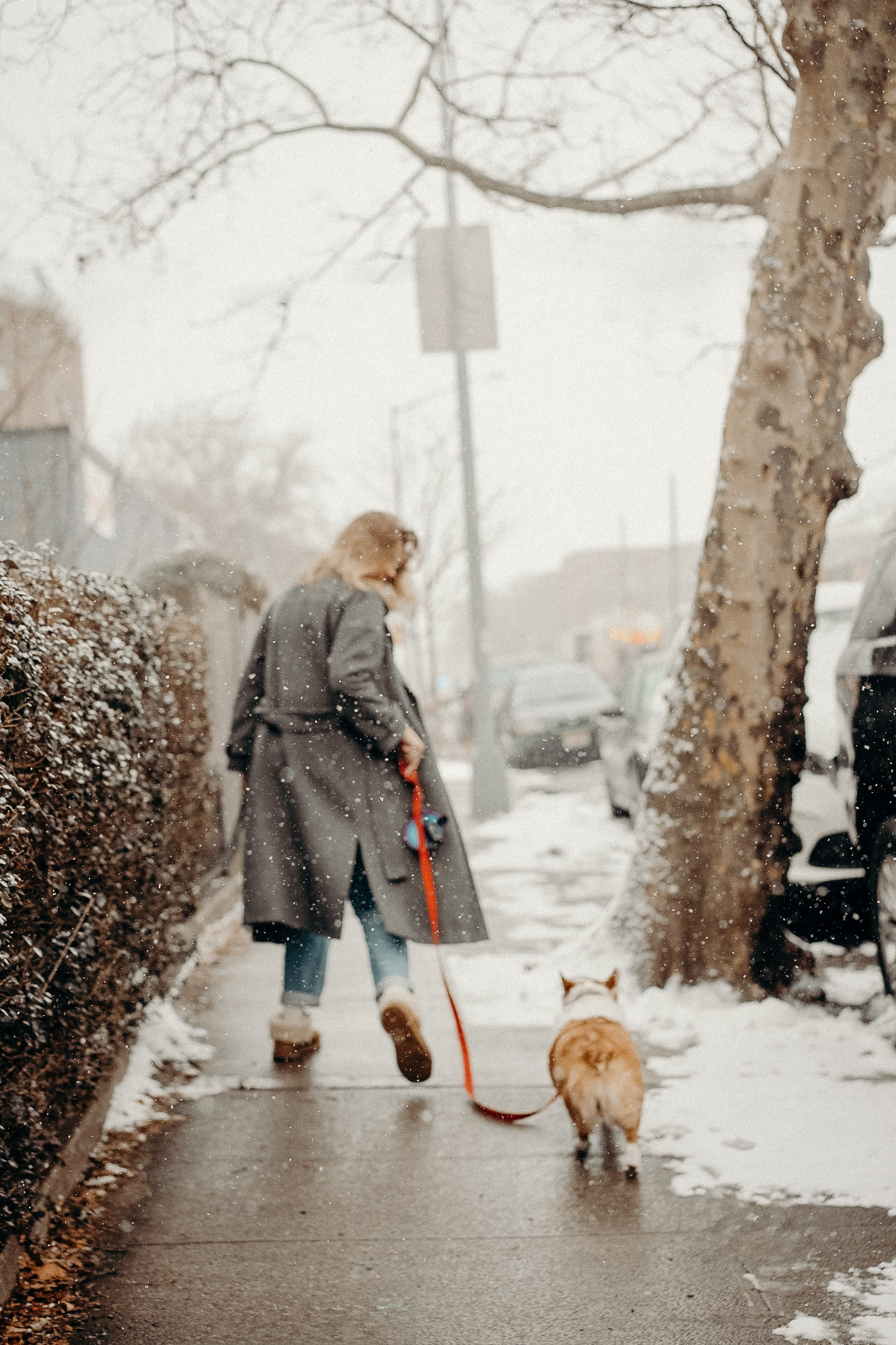 Photos of a little corgi and her owner. Portrait and wedding photographer in New York