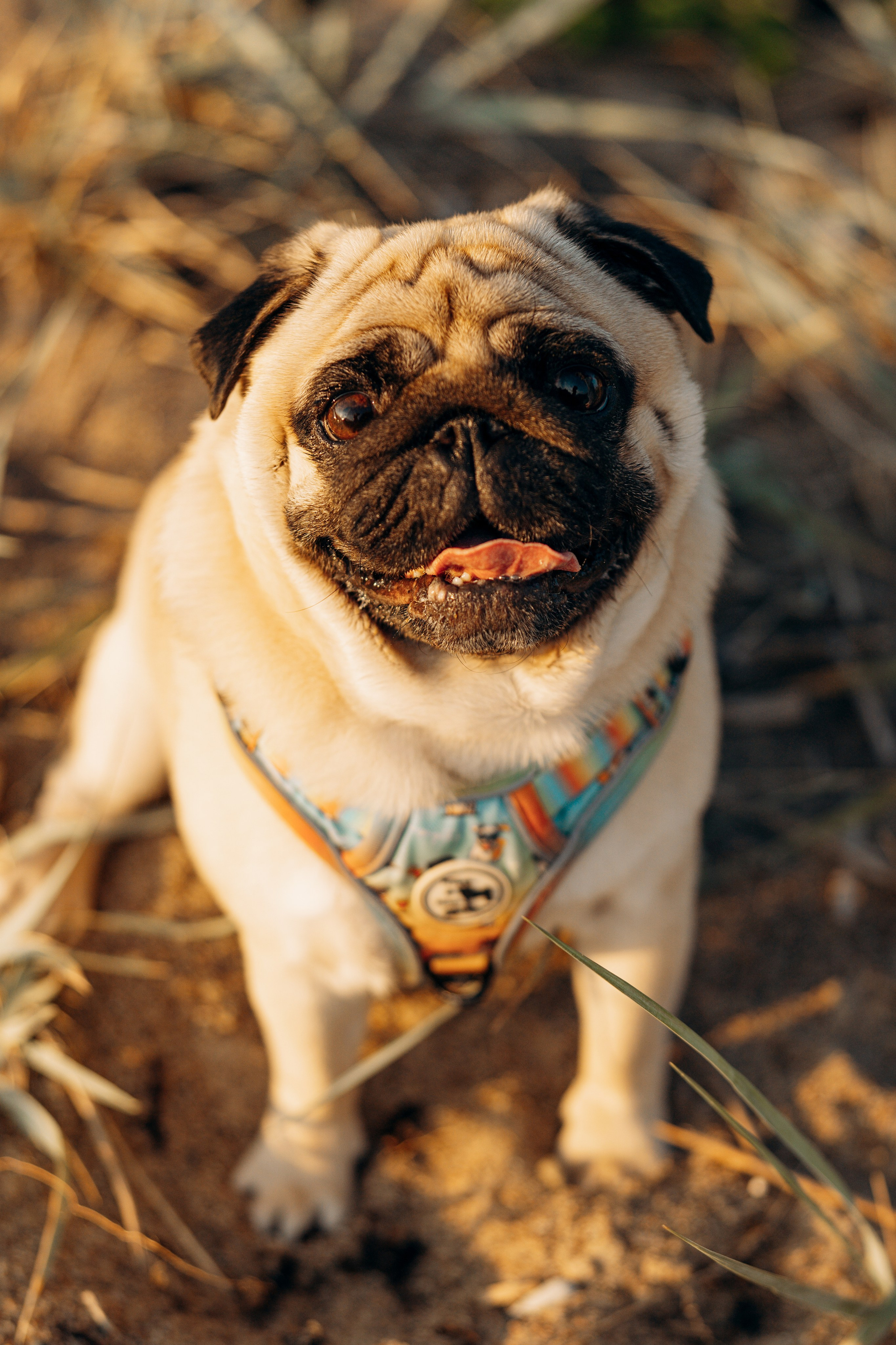 Frank, Tony, Katerina & Lev. Kat Laisaar — Pet photographer in Tallinn