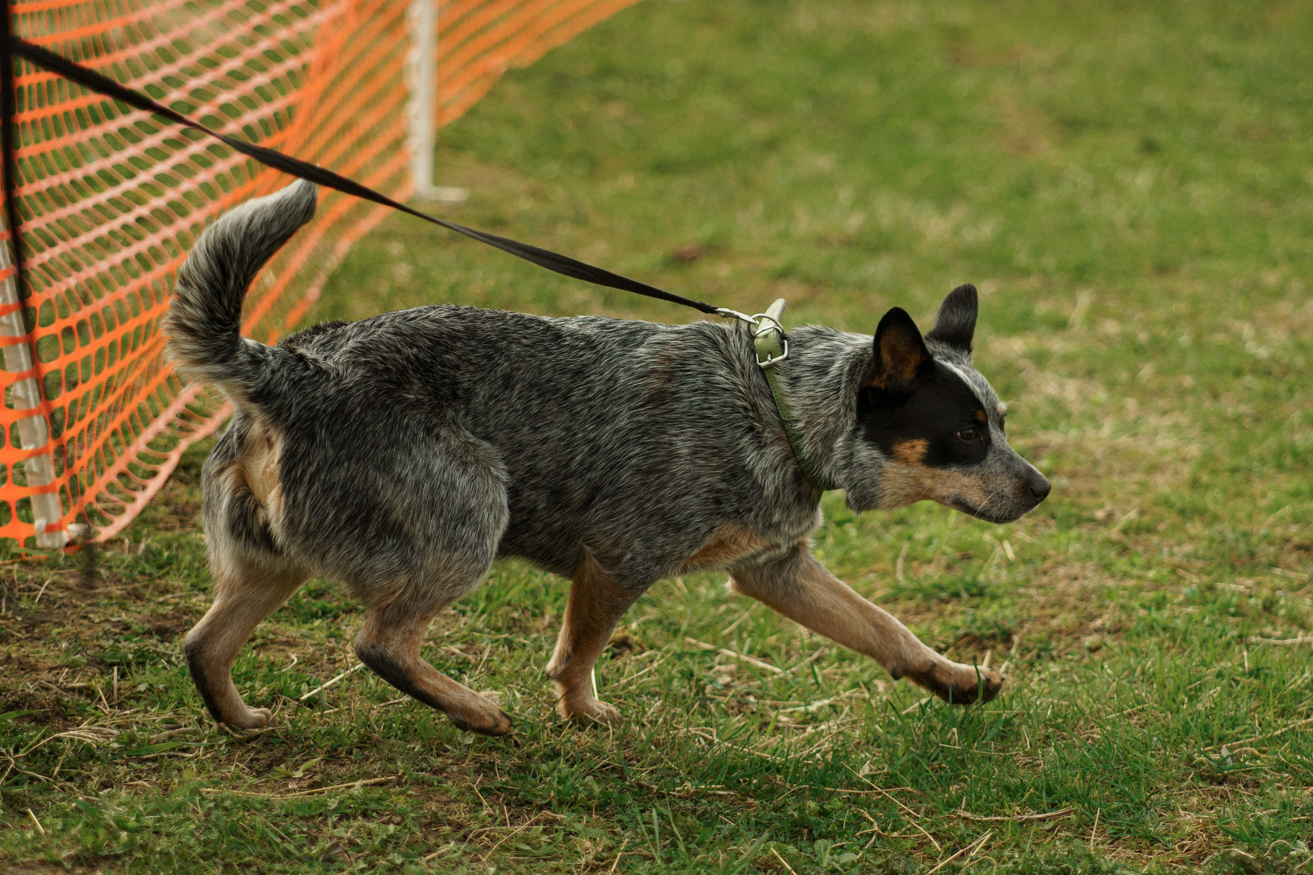 Herding Days, 26 apr. 2025. Kat Laisaar — Pet photographer in Tallinn
