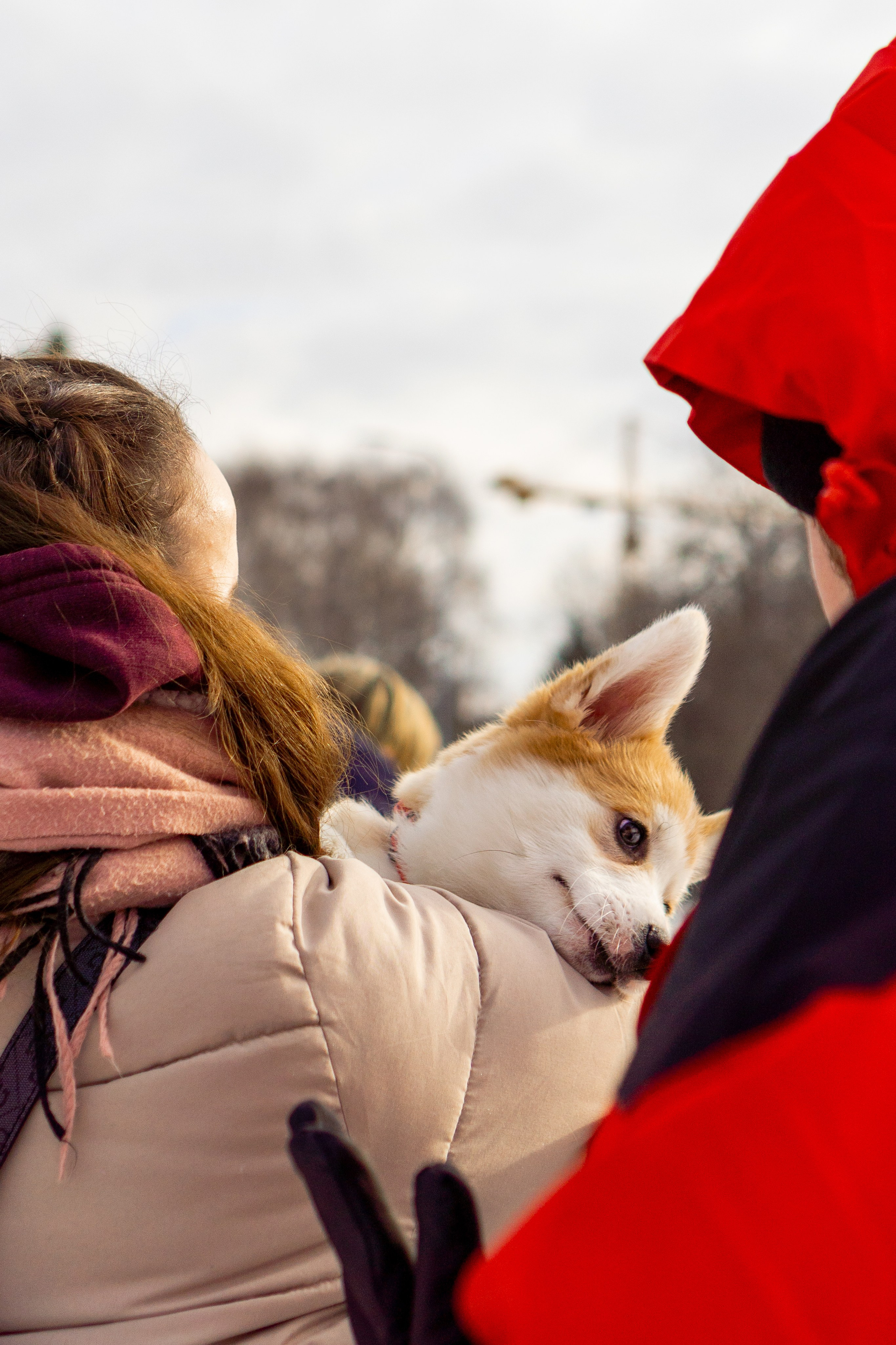 Corgi party, 23 feb. 2025. Kat Laisaar — Pet photographer in Tallinn