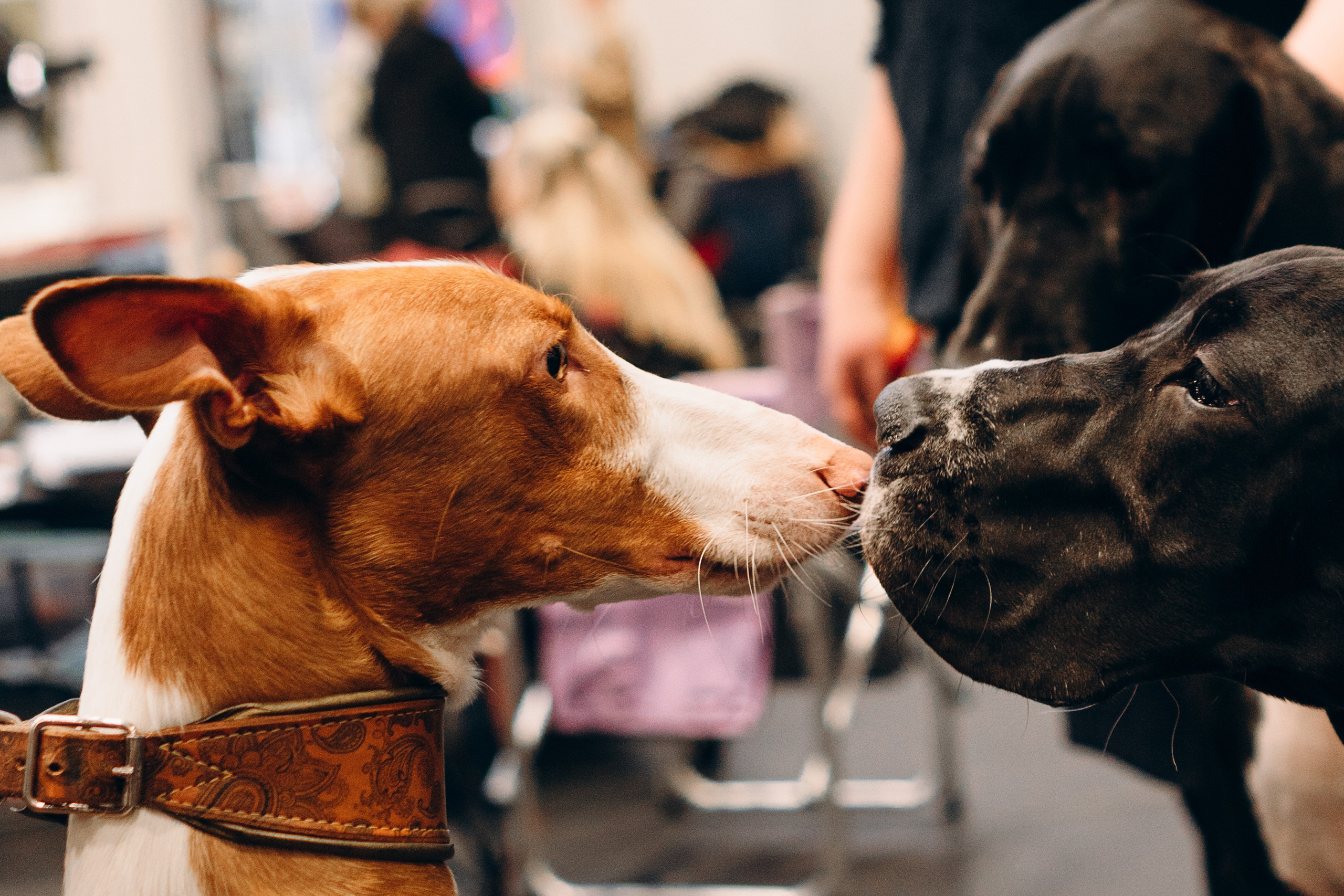 Pärnu dog weekend photo report. Kat Laisaar — Pet photographer in Tallinn