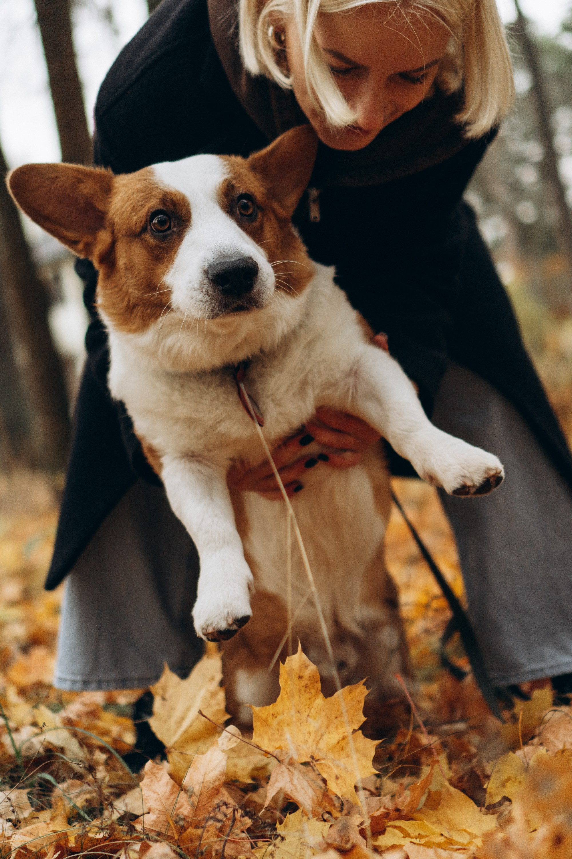 Jelena and her Sandy, Pug and Katja and her Safiir, Cardigan Welsh Corgi. Kat Laisaar — Pet photographer in Tallinn