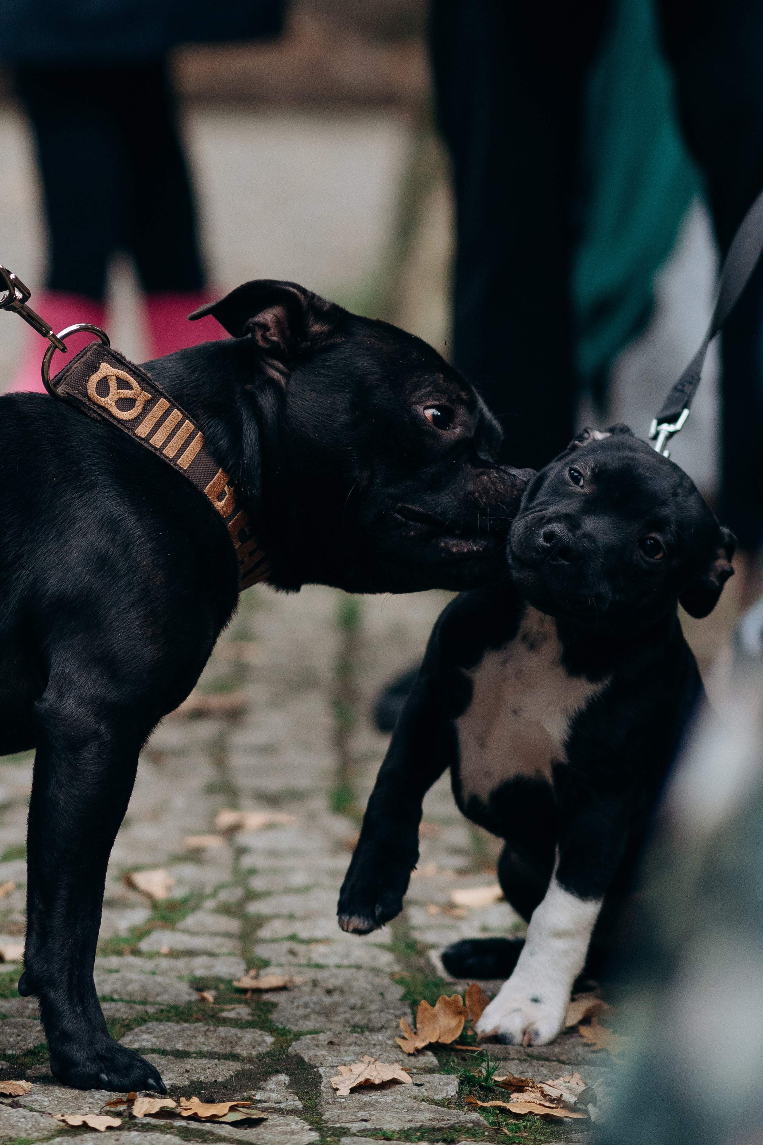 Staffordshire Bull Terriers Meetup. Kat Laisaar — Pet photographer in Tallinn
