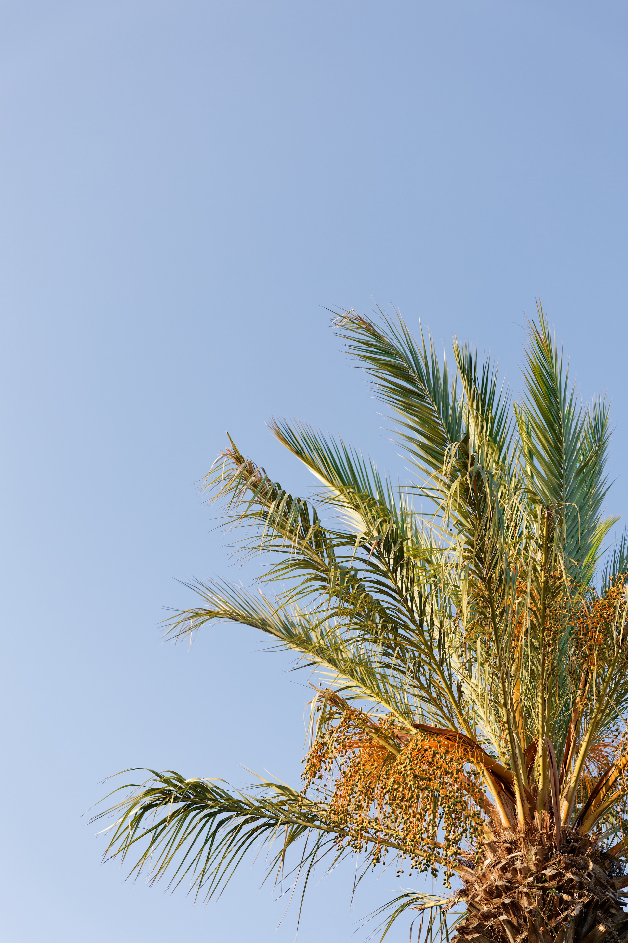 Haldi Ceremony & Mehndi Night & pre-wedding dinner, Barcelona