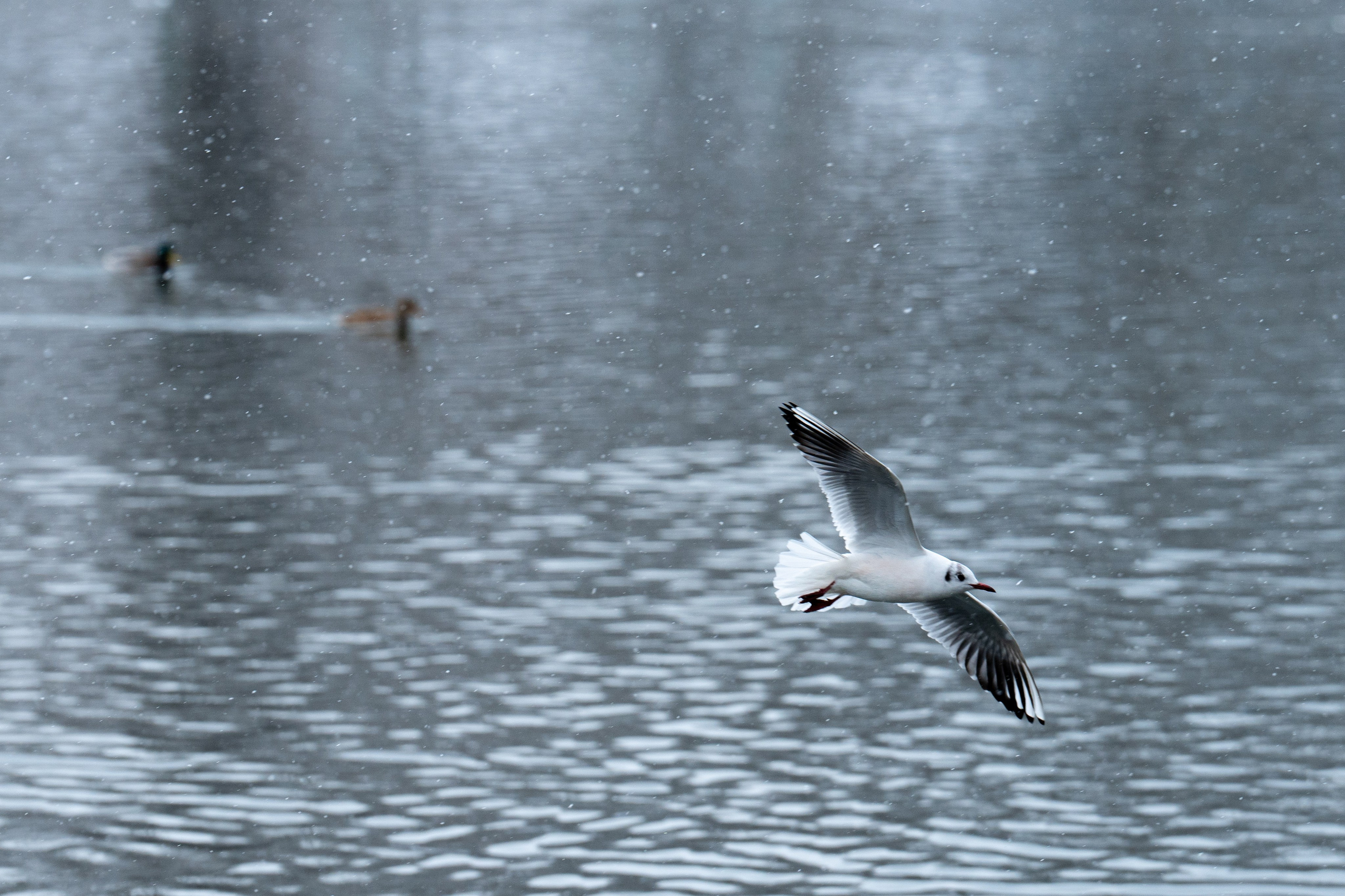 Первый снег в 2024 году. Георгий Намазов | Фотограф в Ташкенте