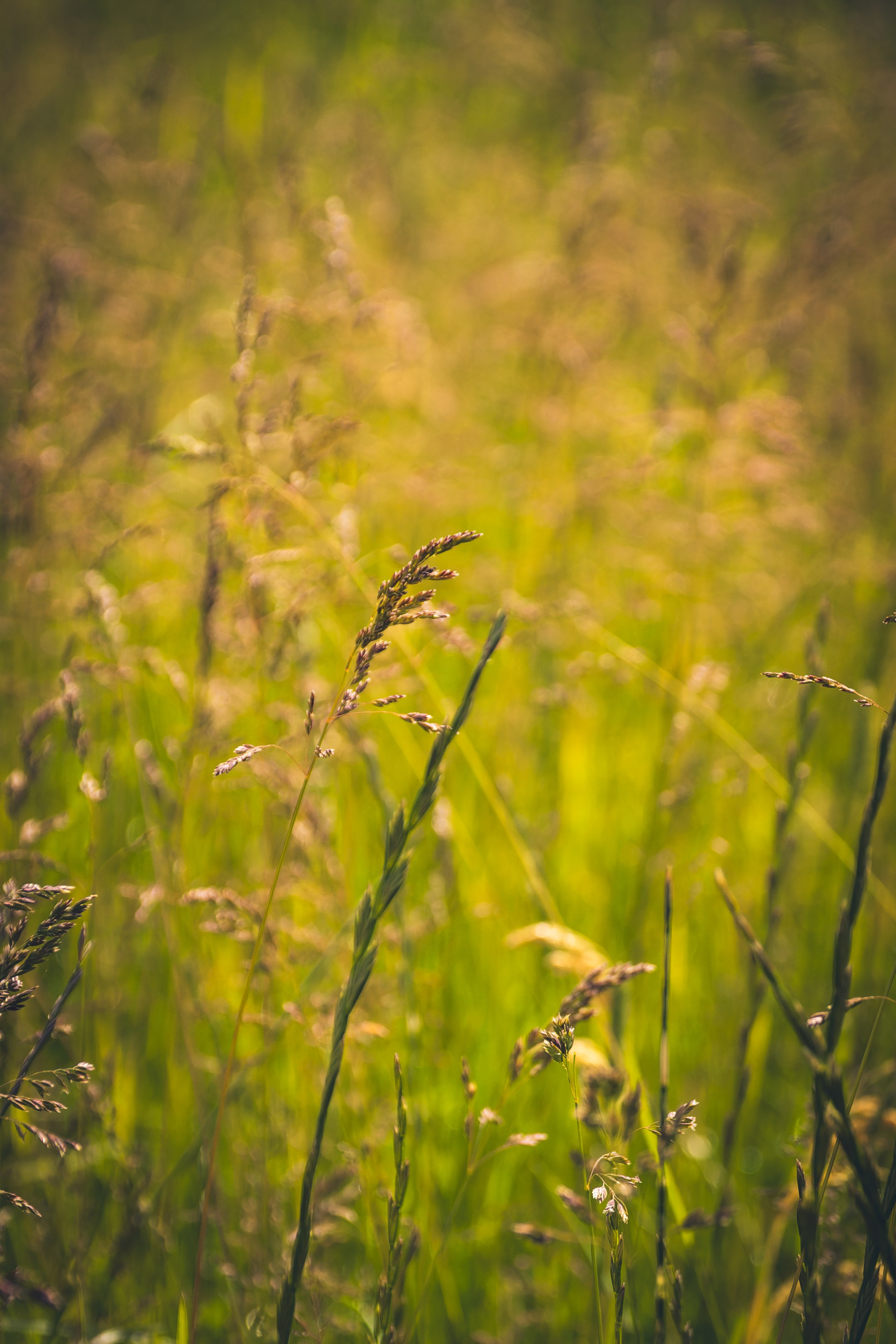 Saarema, reis. Nebula 25 — Fotod teie hingele