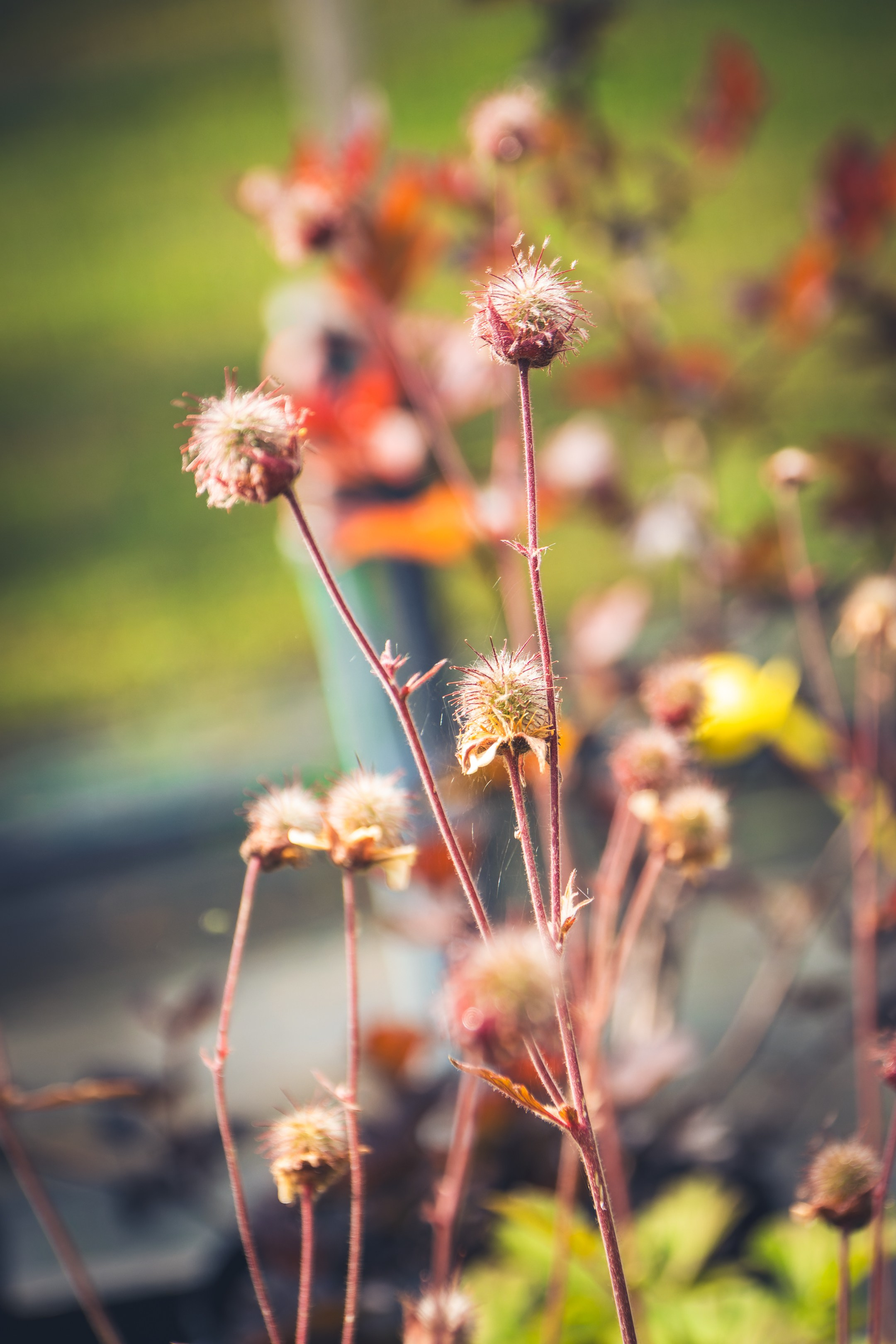 Saarema, reis. Nebula 25 — Fotod teie hingele