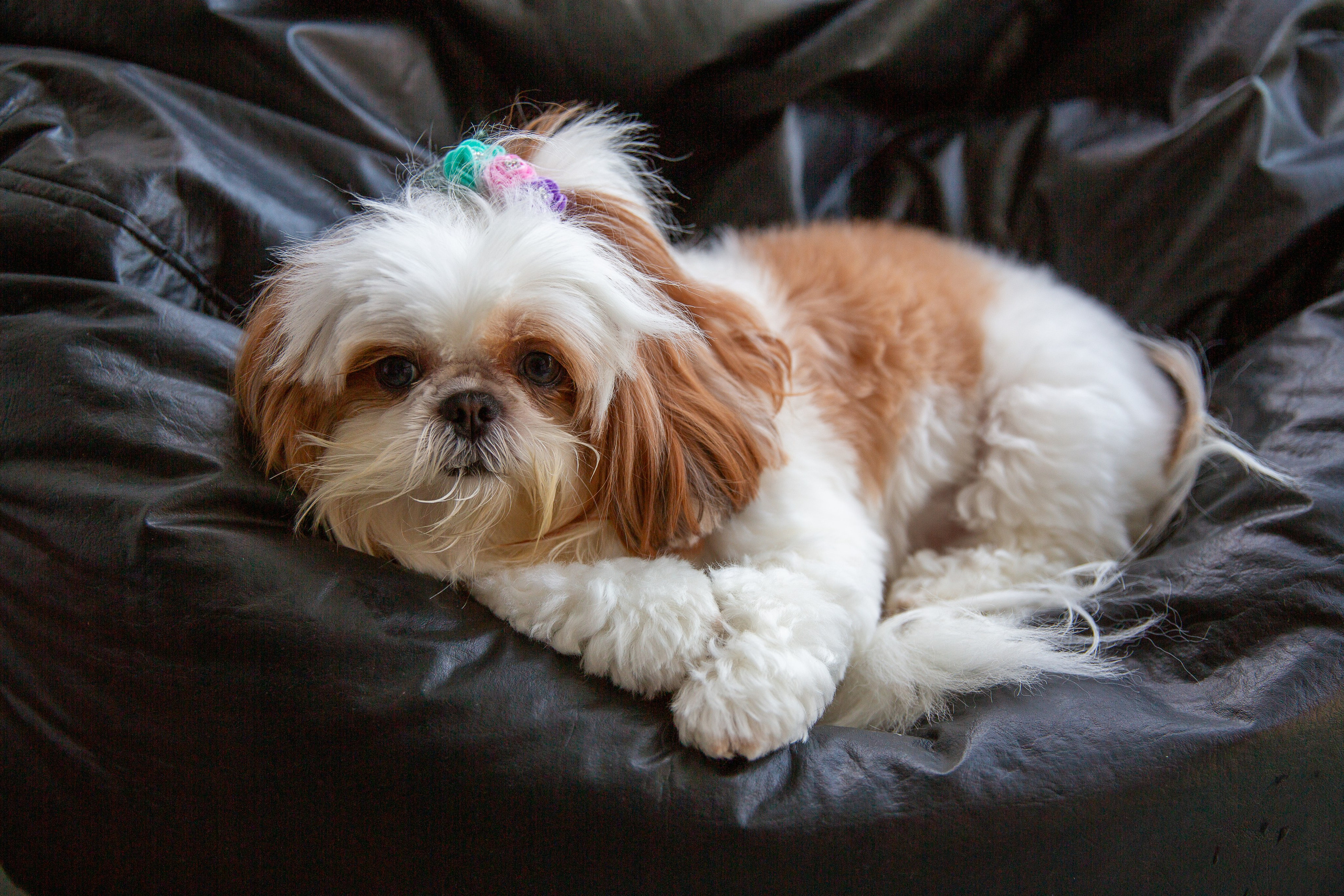 Retratos e Corporativo. Thiago Chinellato