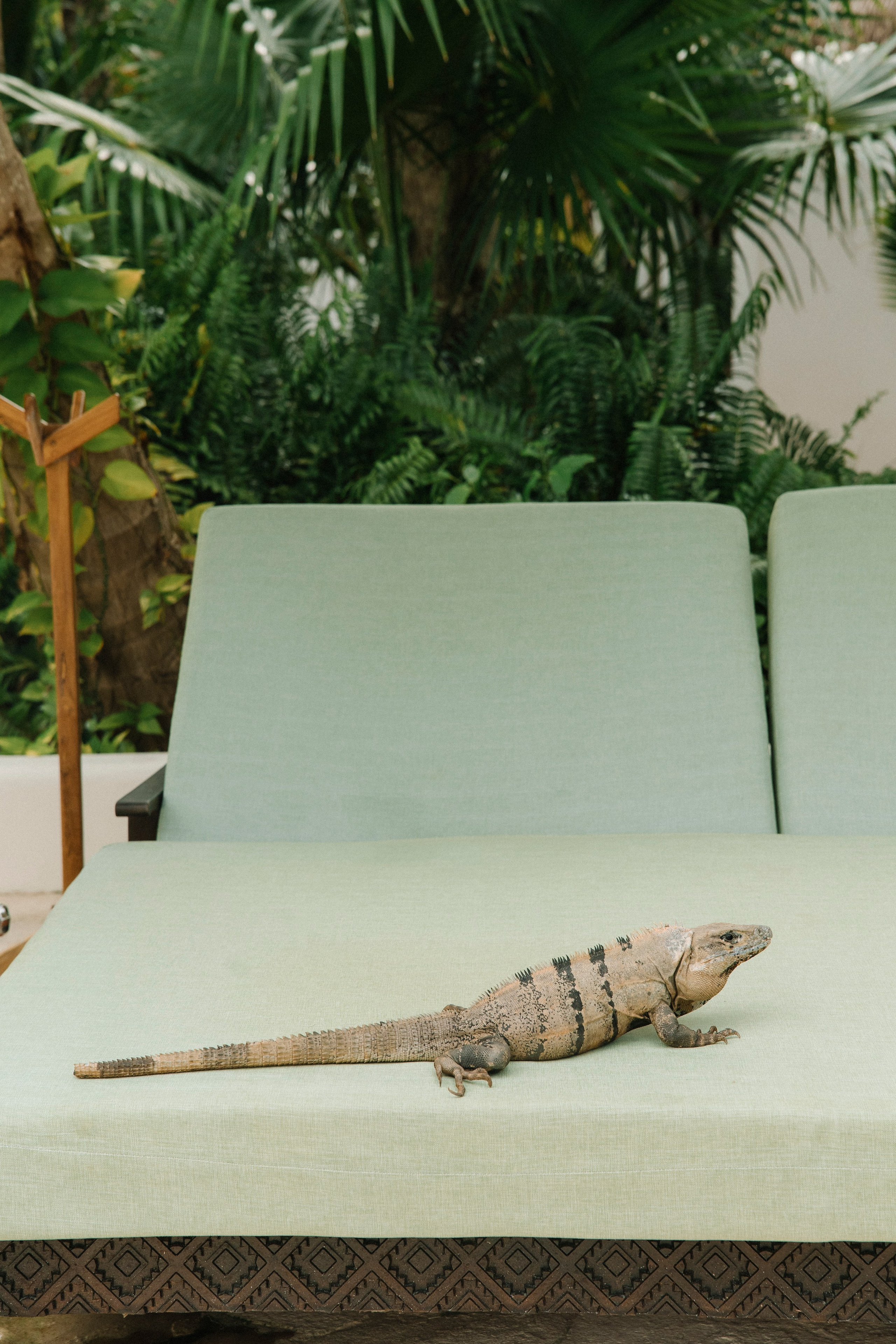 Maroma, A Belmont Hotel, Riviera Maya. Wedding photographer Mexico Sayulita Puerto Vallarta Punta Mita Cabo