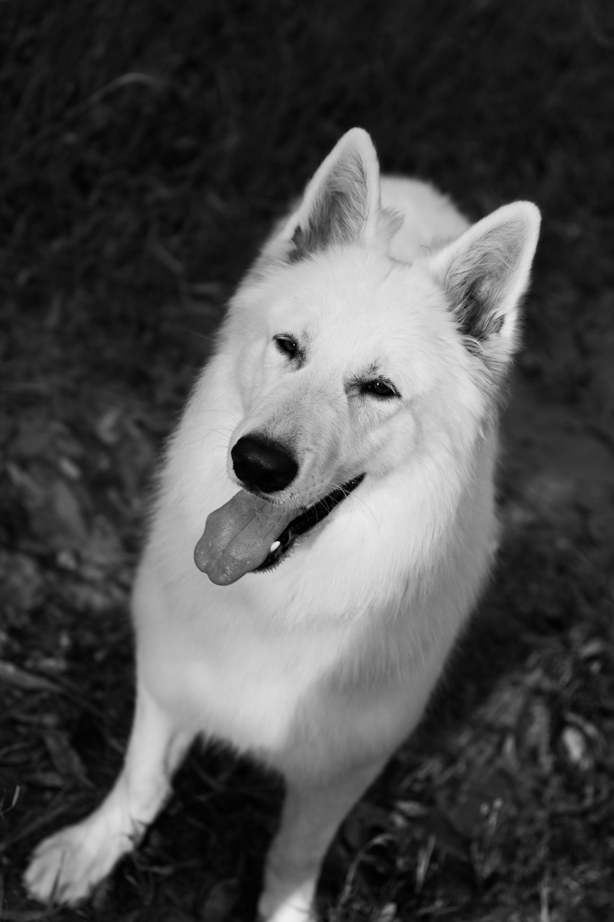 Шельга и Шегги. Главное меню