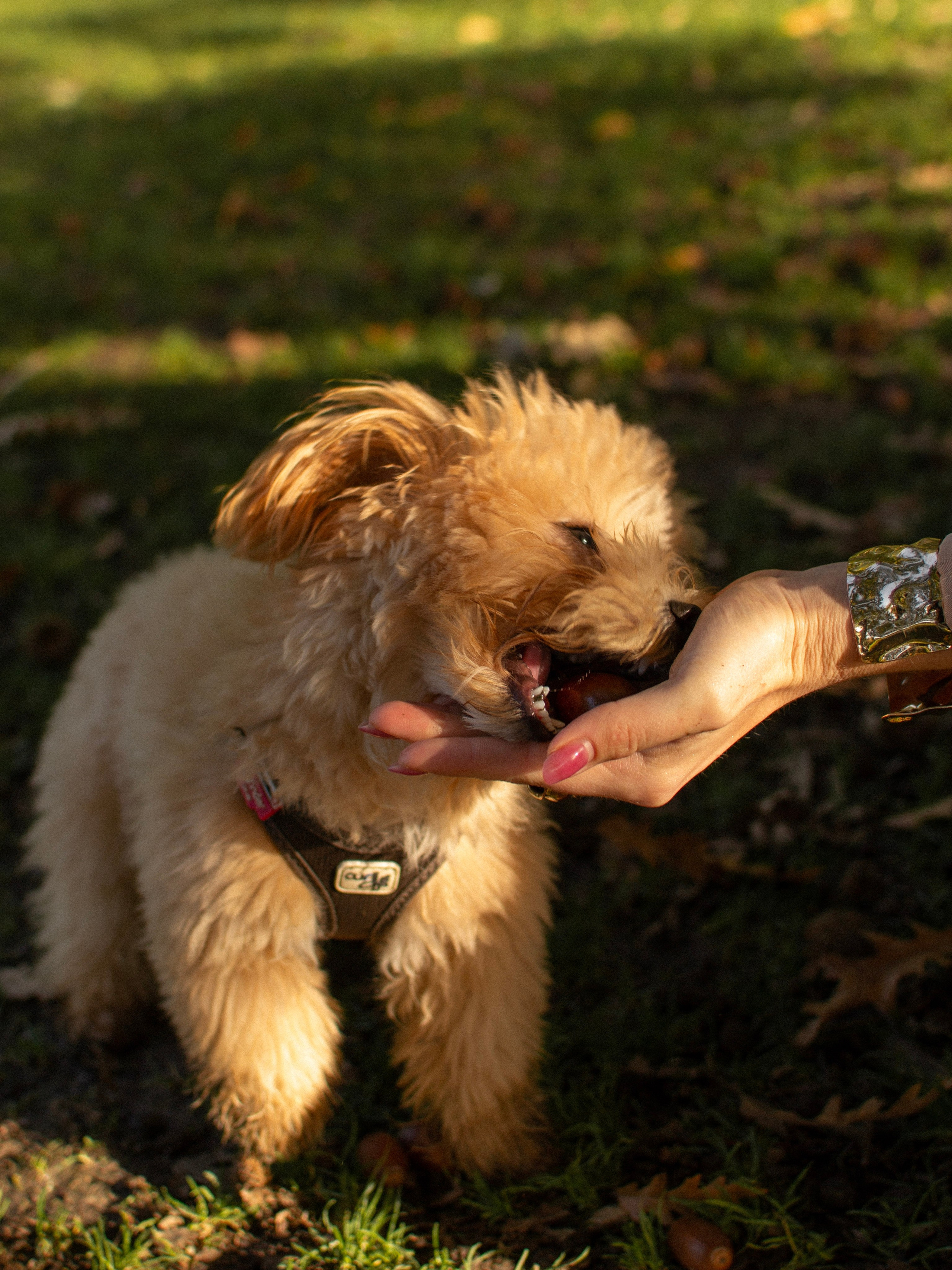 Barney, Nastya et Kolya. Photographe animalier à Paris Anna Pereira