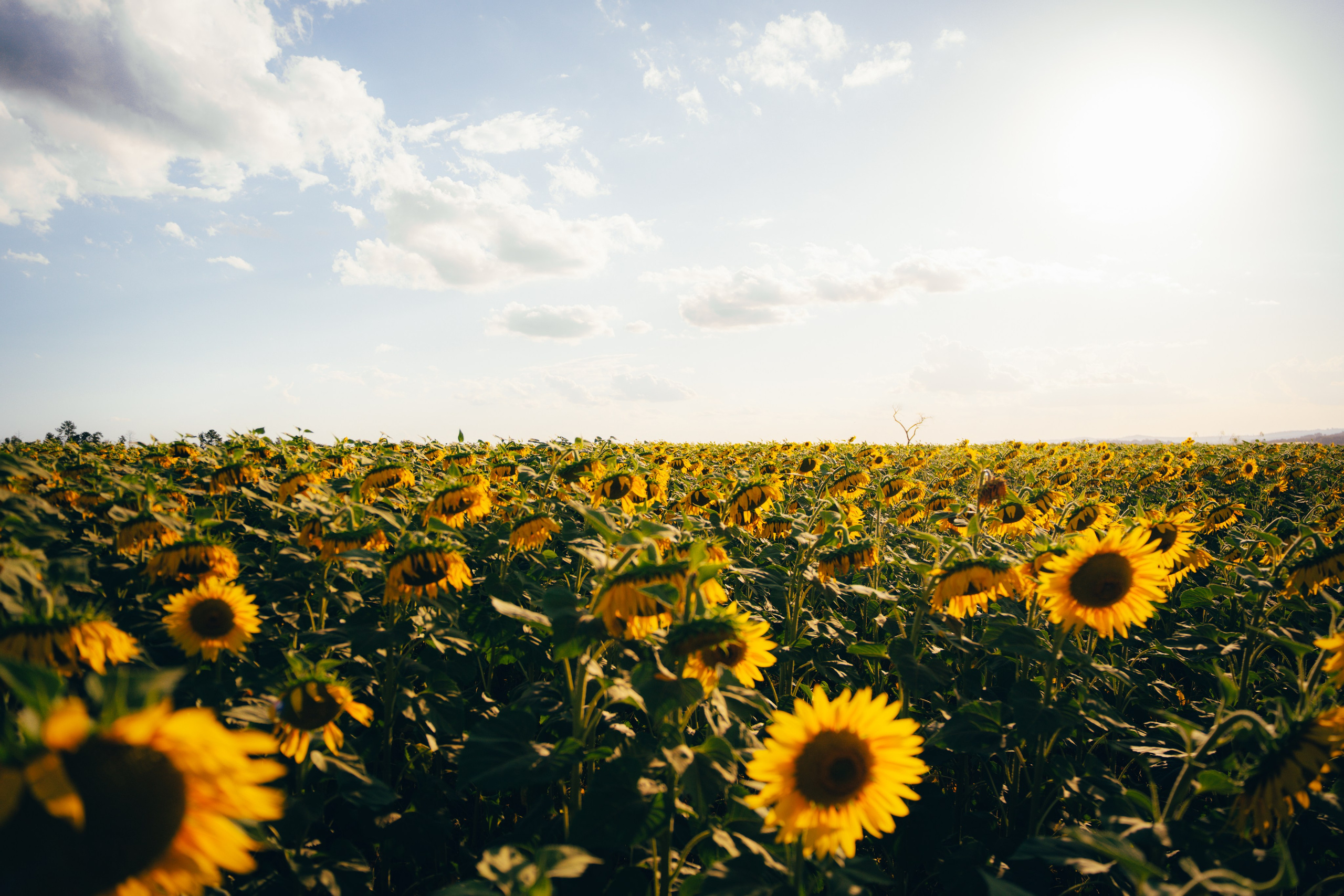 Debutante. Reference Visuals