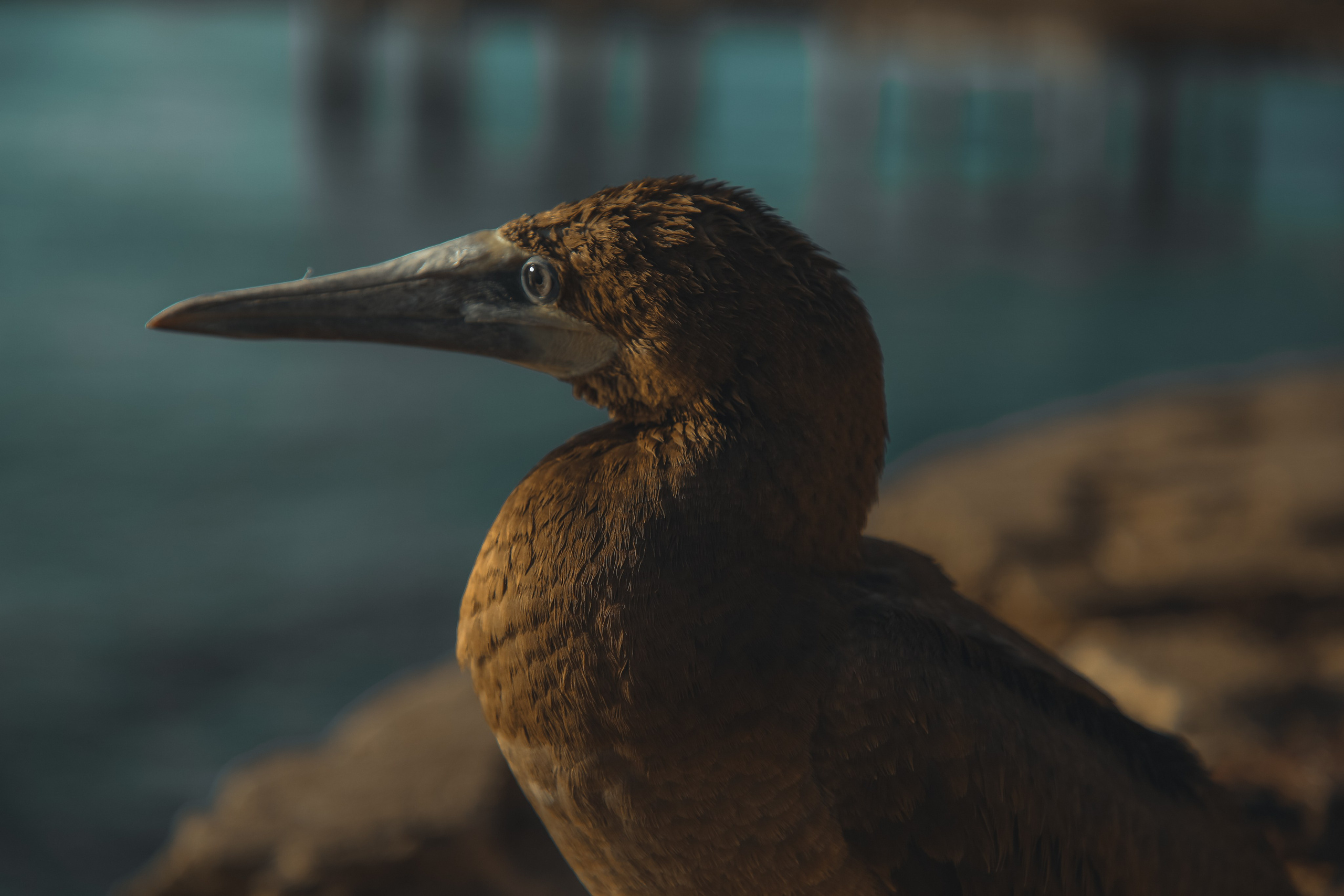 BRESIL. Photographe Karen Tatevosian