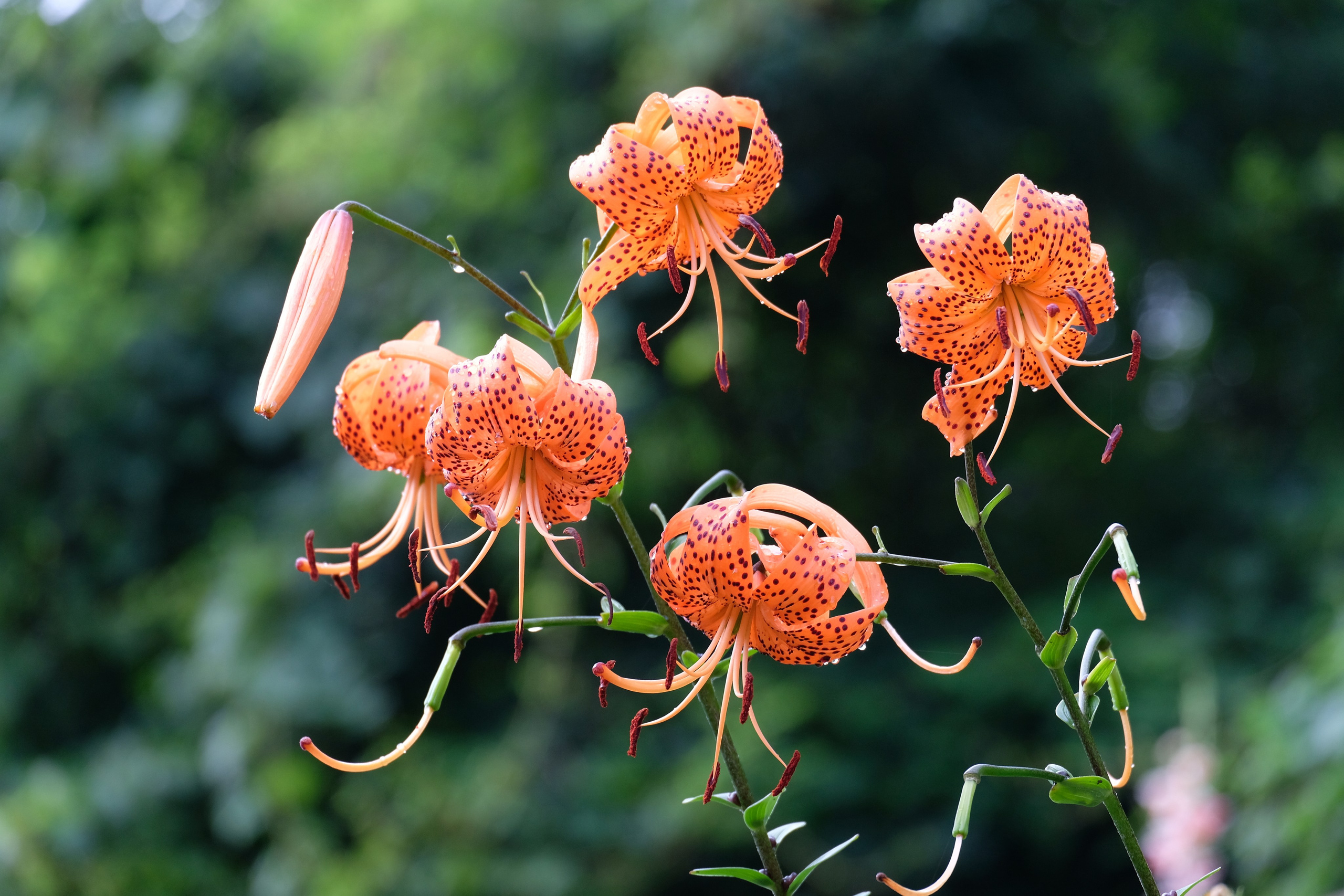 Flori. Pagina principală