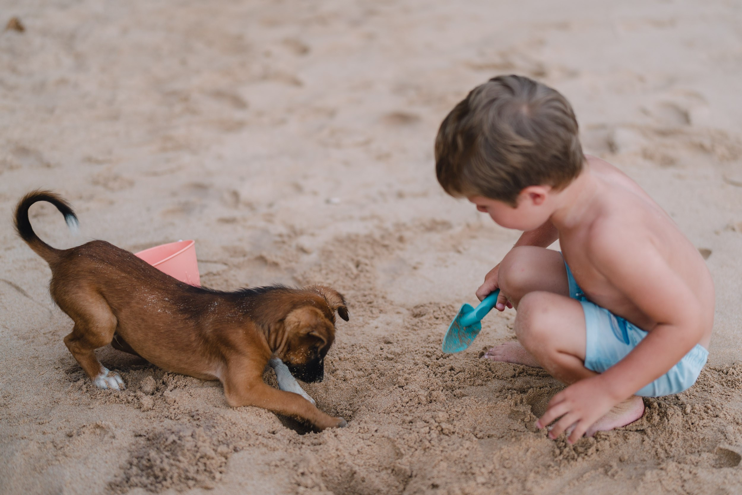 Boy playing with brown colored puppy on a beach 