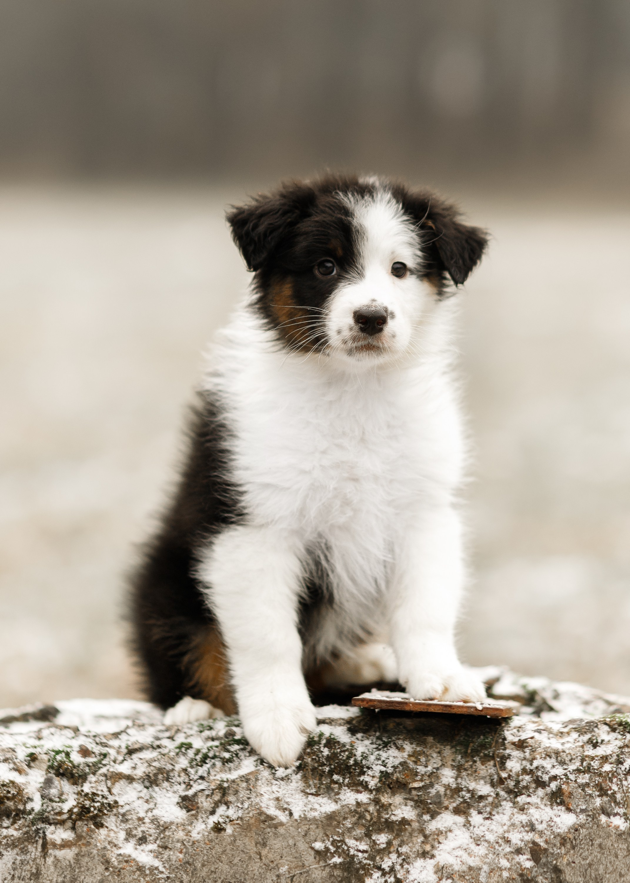 Pack of aussie puppies. Kaja | fotograf psów we Wrocławiu