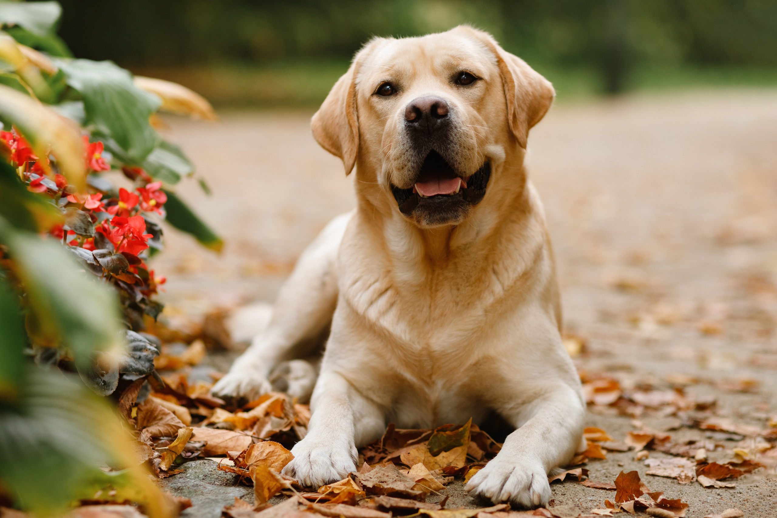 Katya & labrador. Kaja | fotograf psów we Wrocławiu