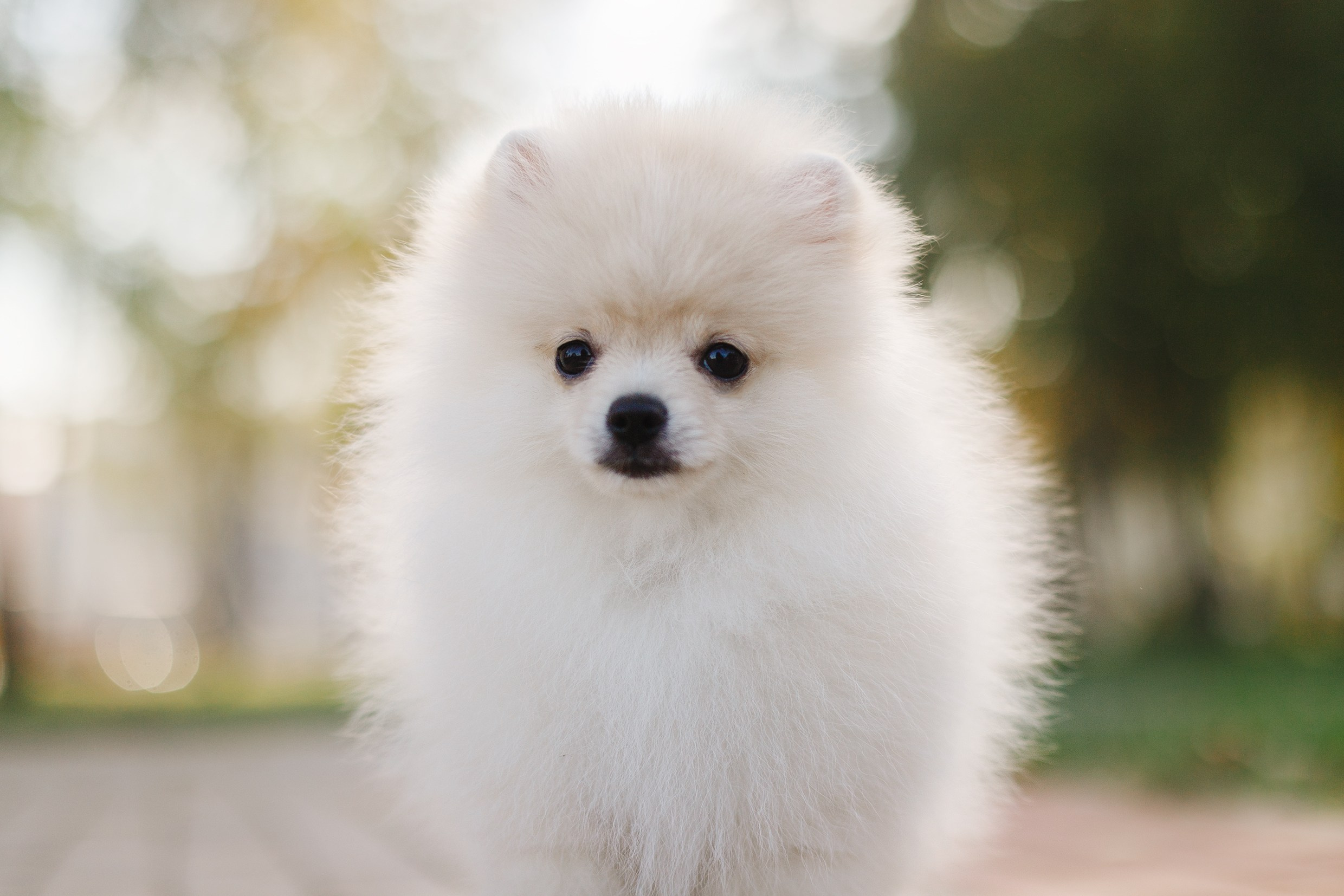 Little spitz. Kaja | fotograf psów we Wrocławiu