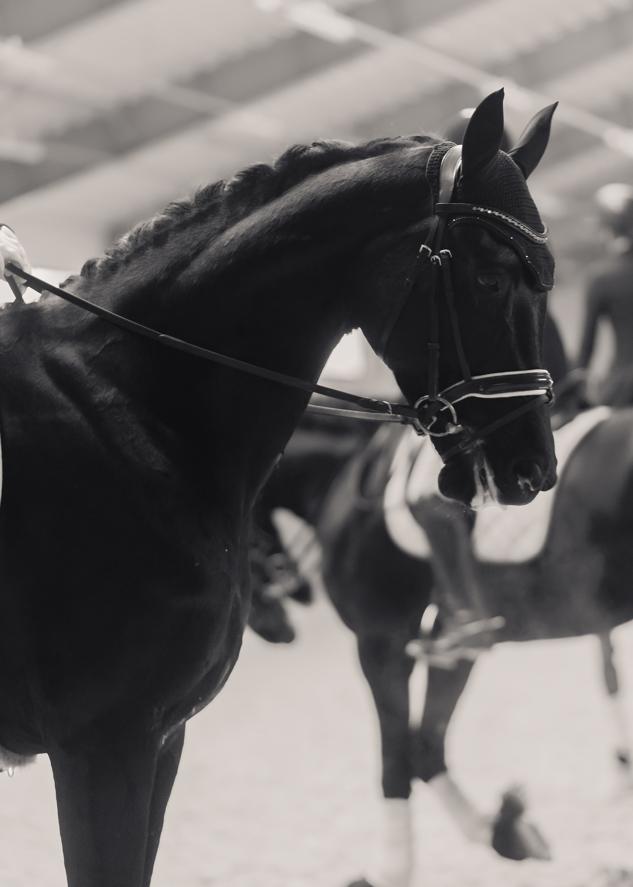 Fotografia koni Wrocław \ ujeżdżenie, Partynice. Kaja | fotograf we Wrocławiu | ludzie i psy