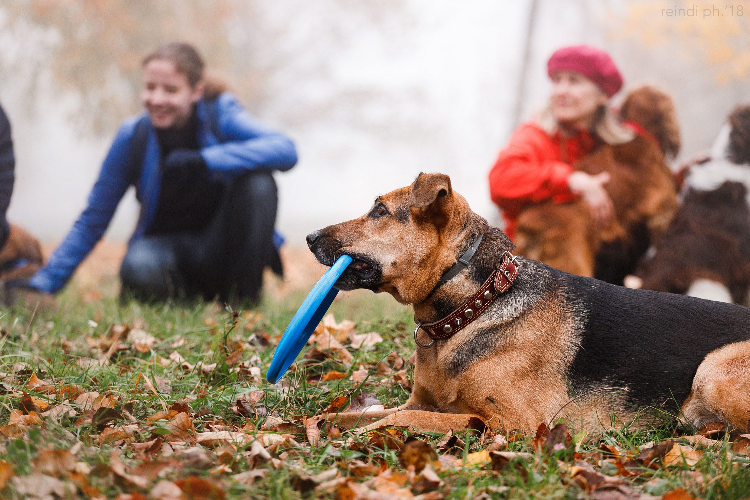 Frisbee and dog puller championship | autumn. Kaja | fotograf we Wrocławiu | ludzie i psy