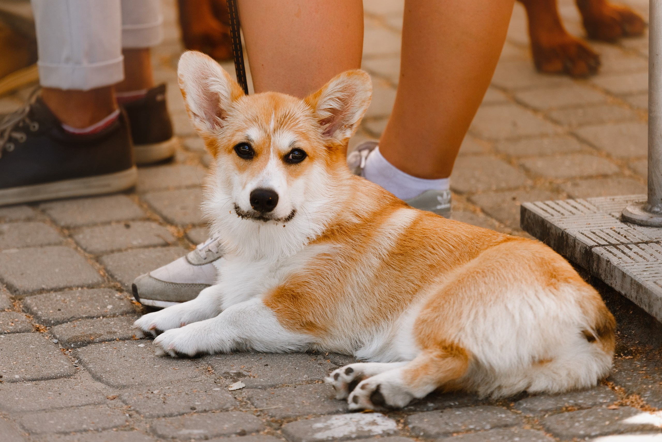 «Argus» dog show in Brest. Kaja | fotograf we Wrocławiu | ludzie i psy