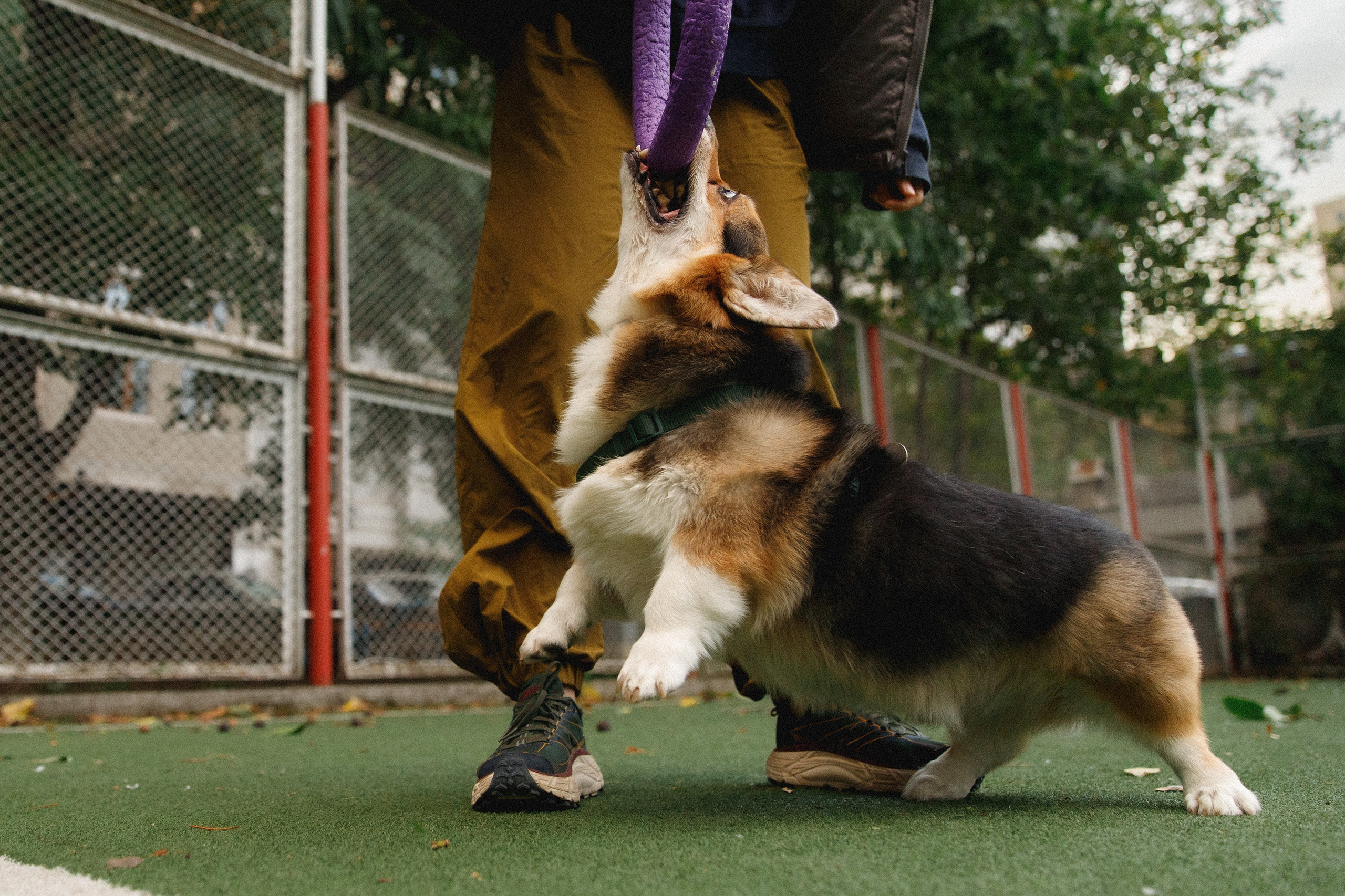 Sasha & Leonid. Kaja | fotograf psów we Wrocławiu
