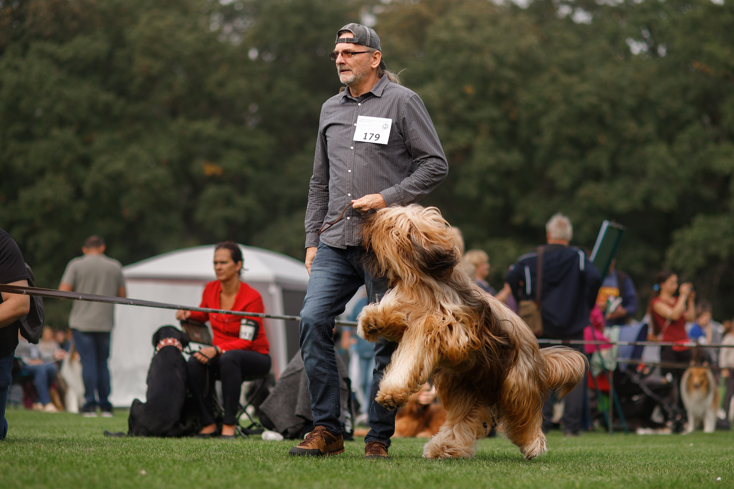 Dog shows | the best ones. Kaja | fotograf psów we Wrocławiu