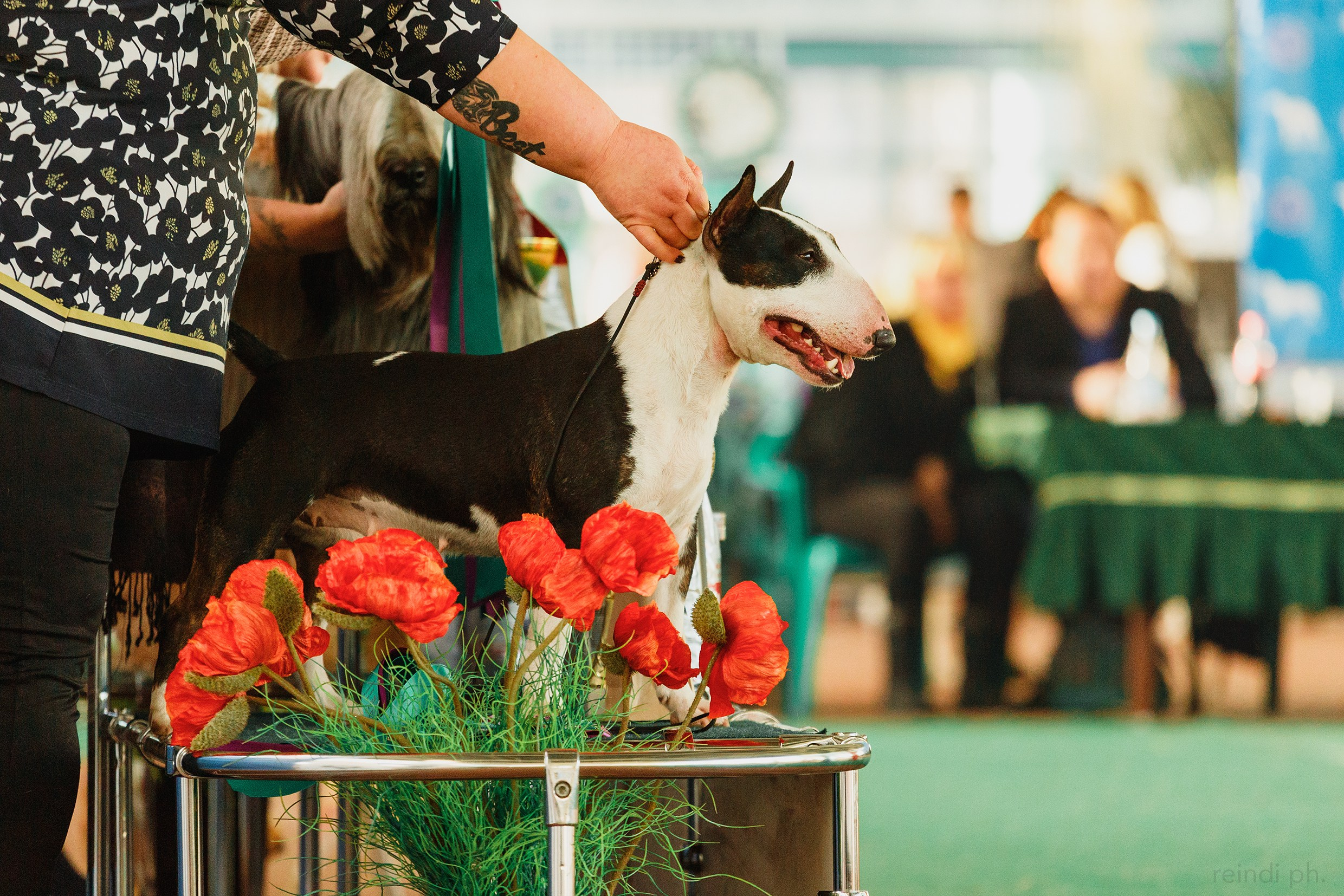Dog shows | the best ones. Kaja | fotograf psów we Wrocławiu