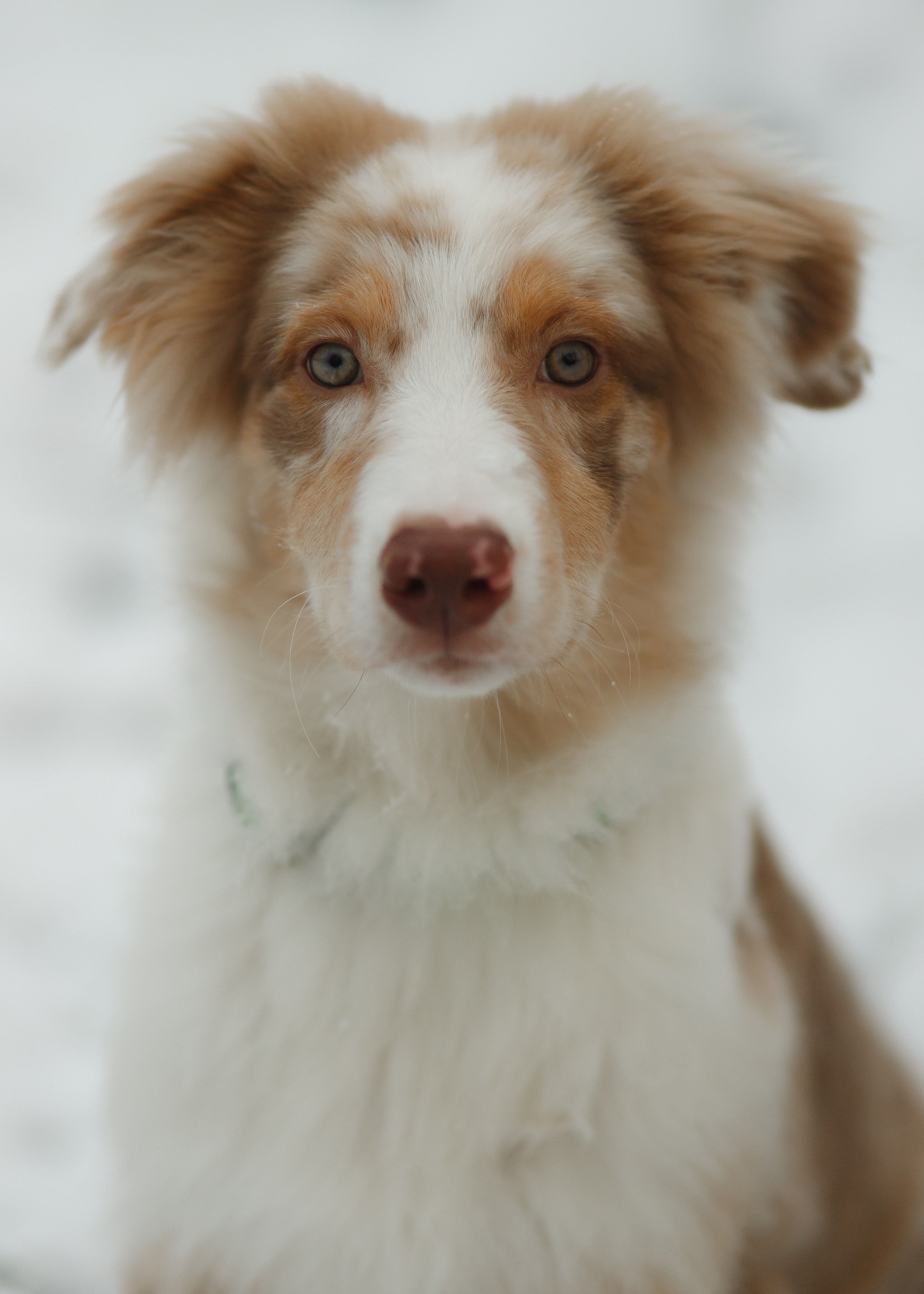 Fotografia psów Wrocław. Kaja | fotograf we Wrocławiu | ludzie i psy