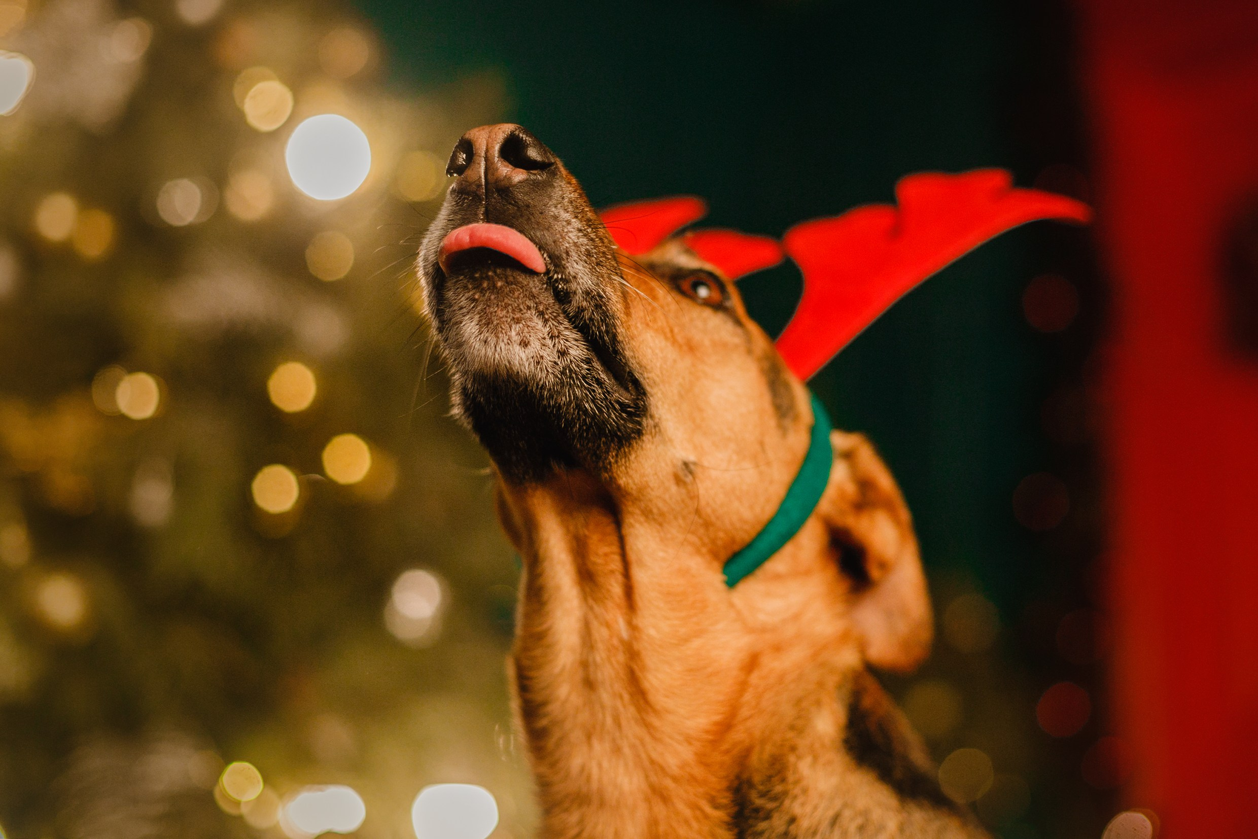 Lana, Edgar and Mucha | new year studio. Kaja | fotograf psów we Wrocławiu