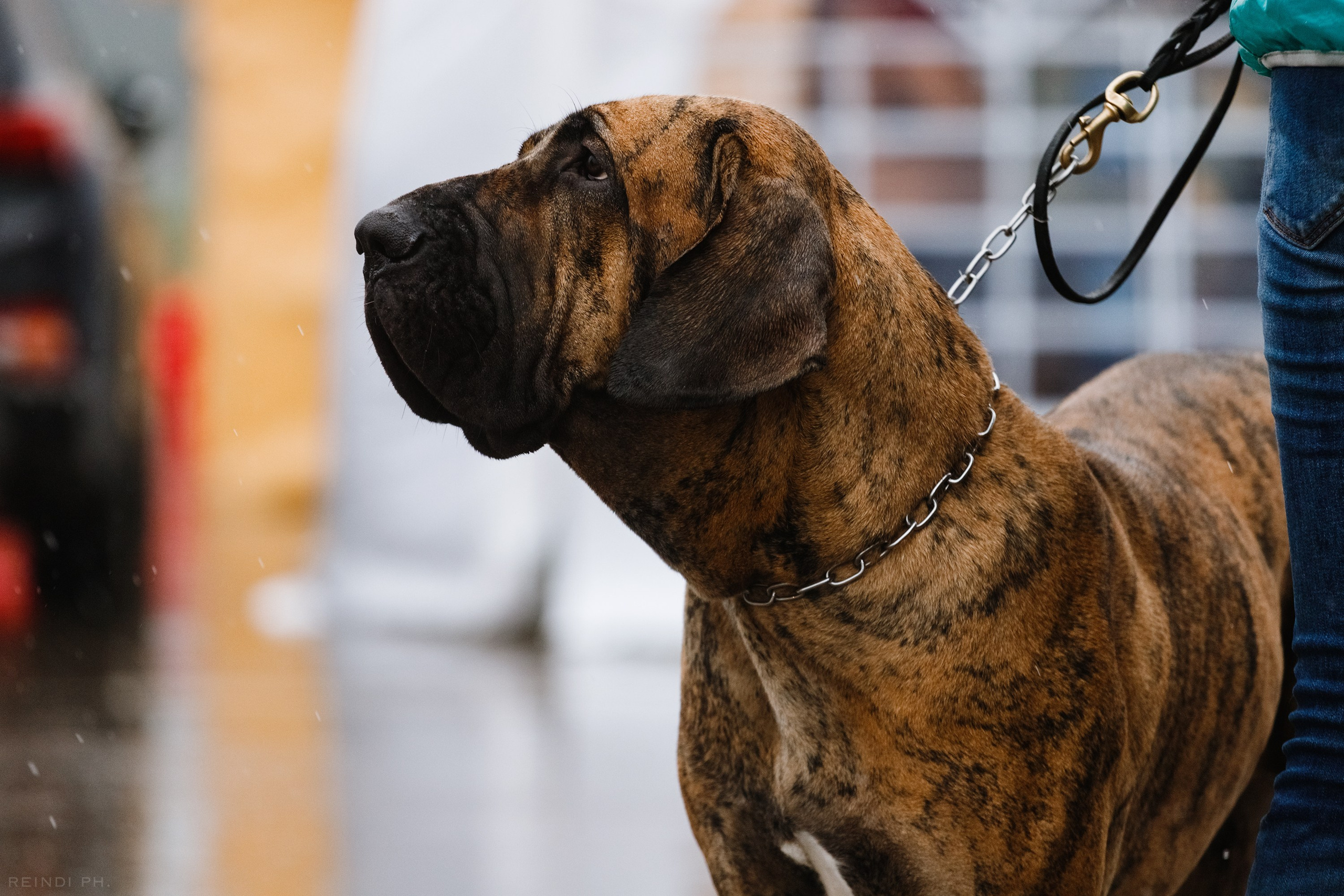 Rainy dog show in Grodno. Kaja | fotograf we Wrocławiu | ludzie i psy