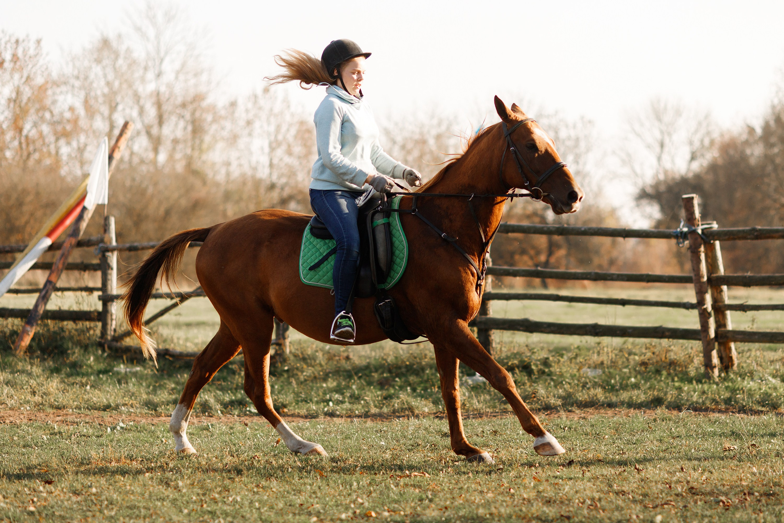 Autumn equestrian training. Kaja | fotograf psów we Wrocławiu