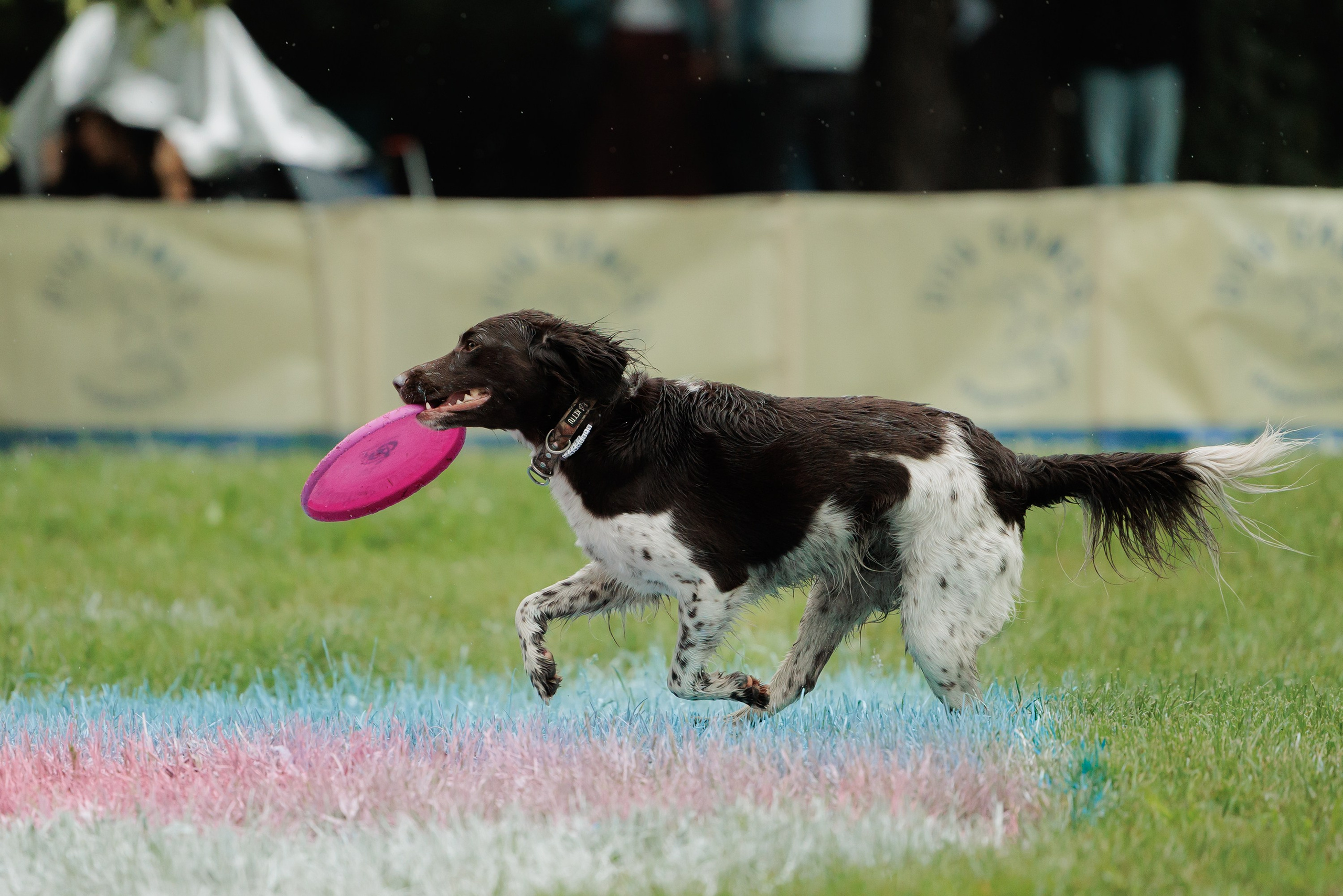 Latające psy, Wrocław'25. Kaja | fotograf psów we Wrocławiu
