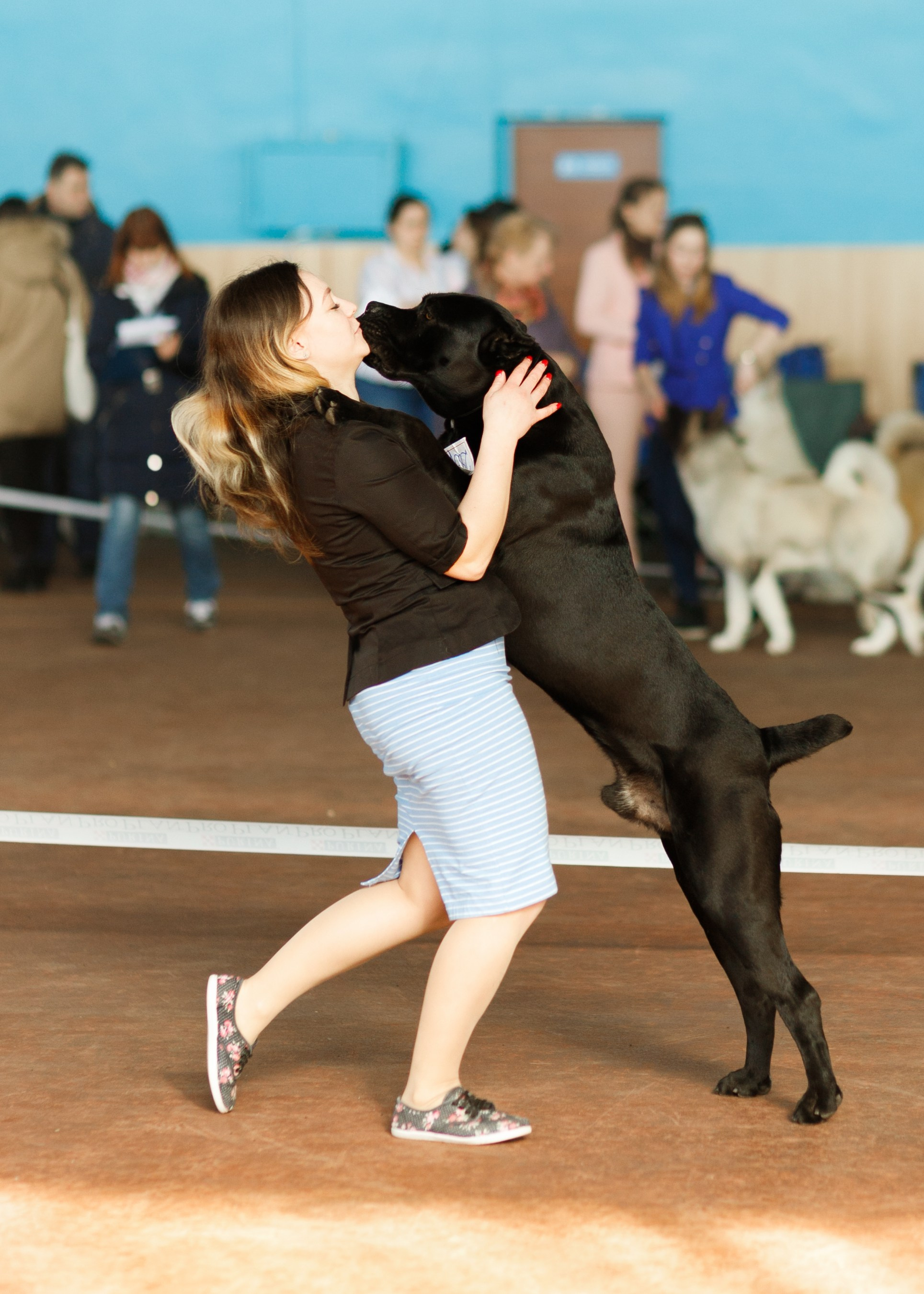 Dog shows | the best ones. Kaja | fotograf psów we Wrocławiu